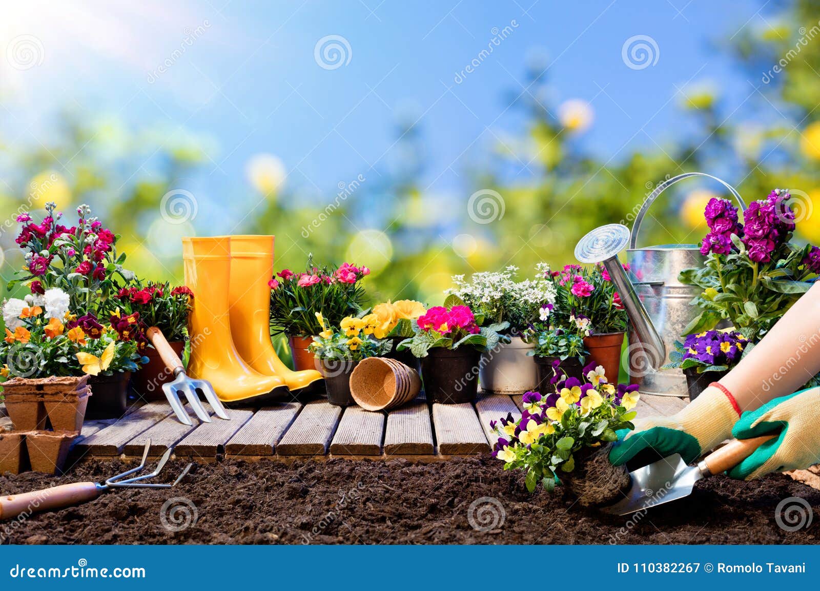 gardening - gardener planting pansy