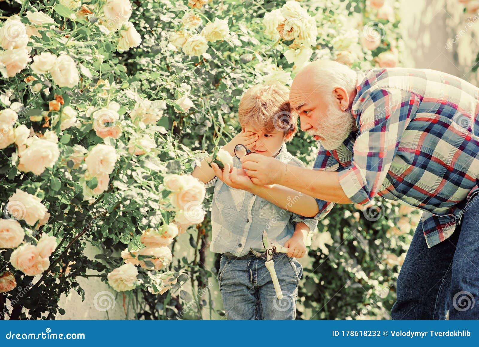 Gardening Grandfather Gardener In Sunny Garden Planting Roses