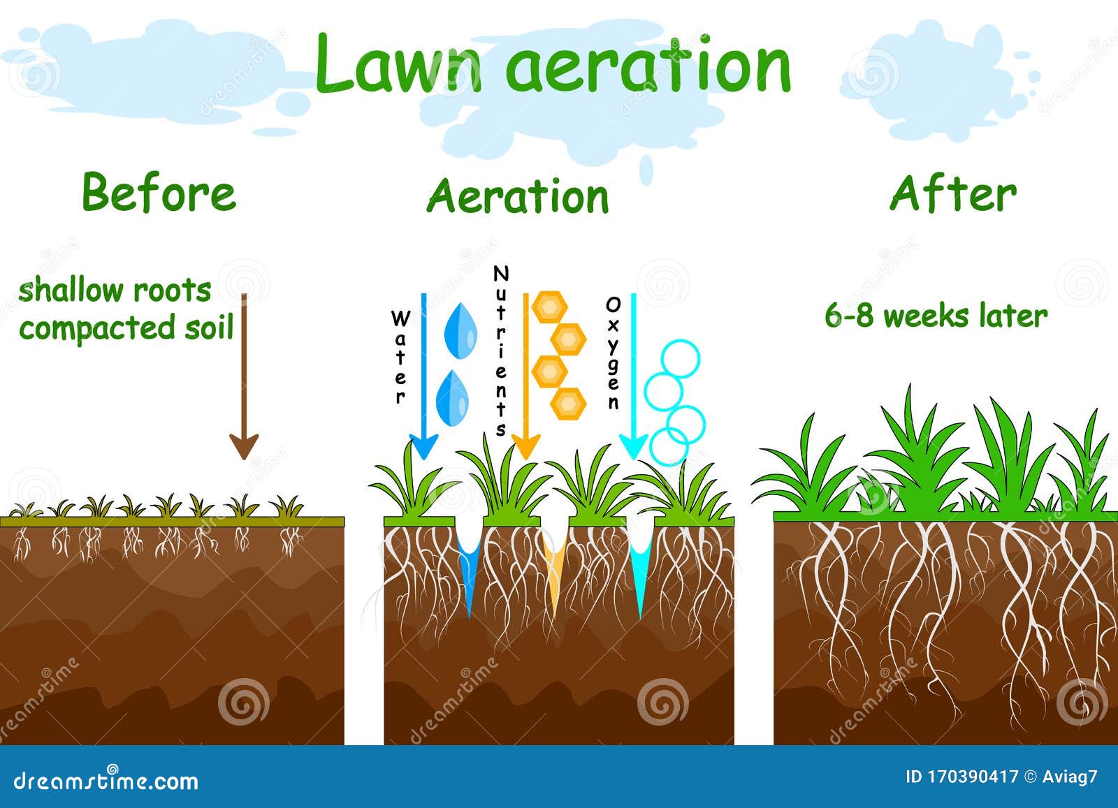 lawn aeration stage . before and after aeration.