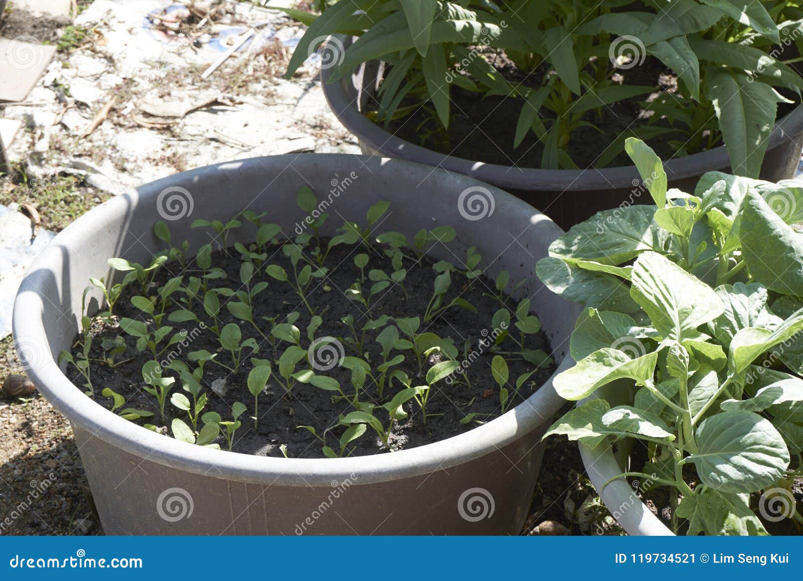 Growing Vegetable At Front Or Back Yard Stock Image - Image of farmer