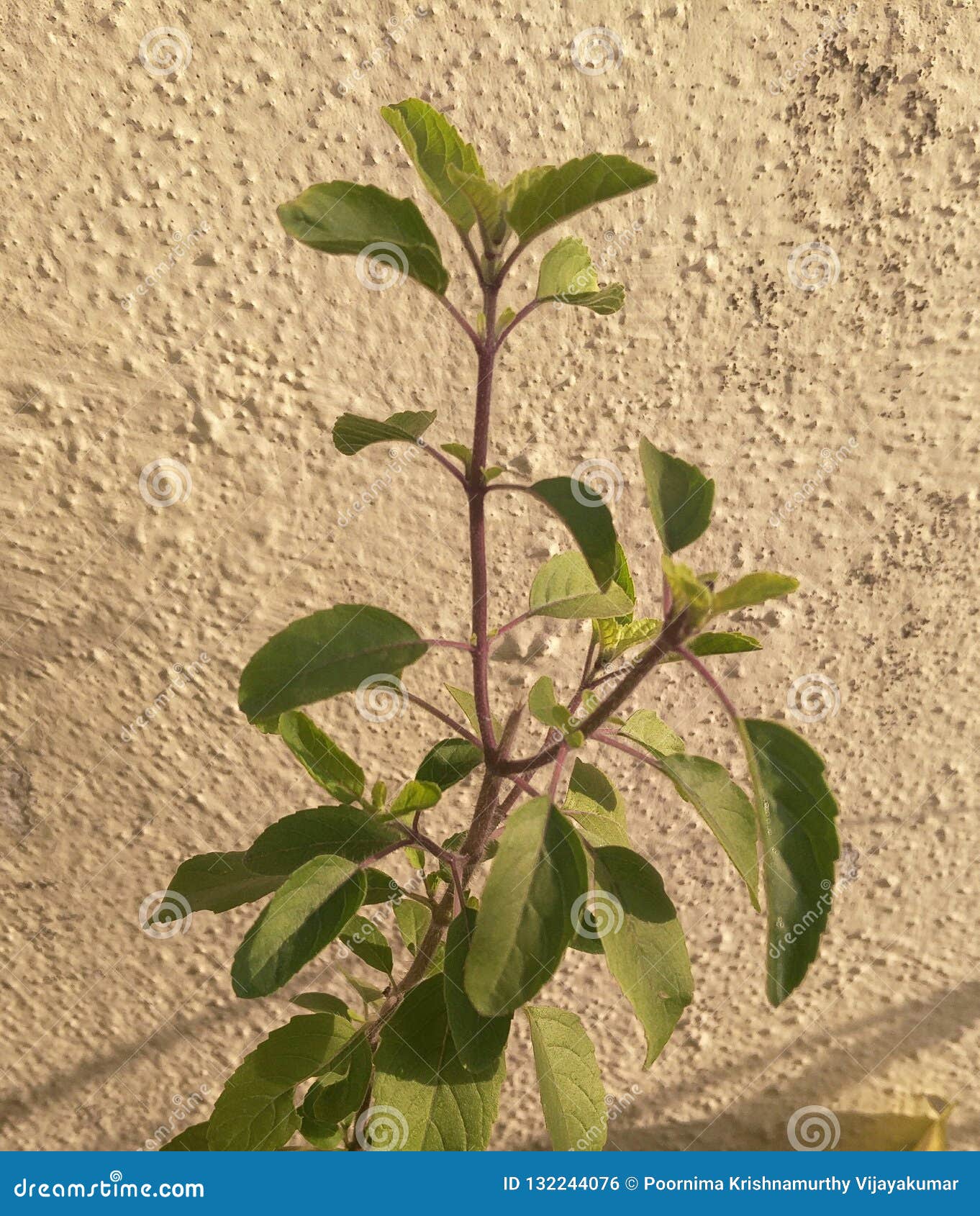 Gardening stock photo. Image of basil, plant, holy, gardening 132244076