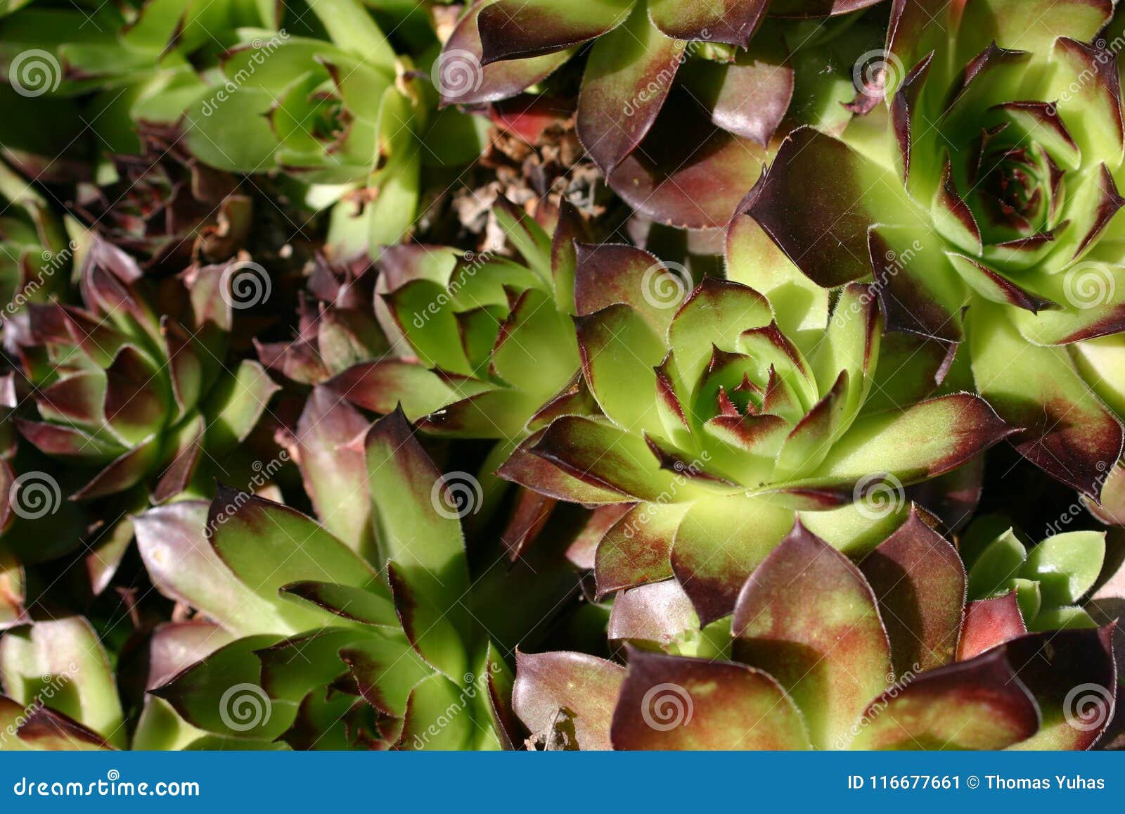Blooming Succulent Garden Stock Image Image Of Life 116677661