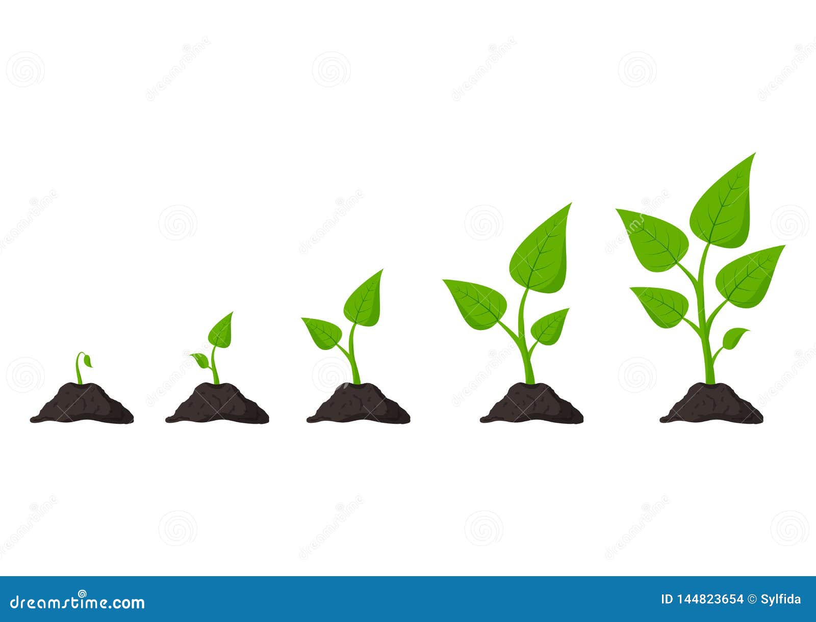 Planting Process Infographic. Growth Stages. Steps Of 