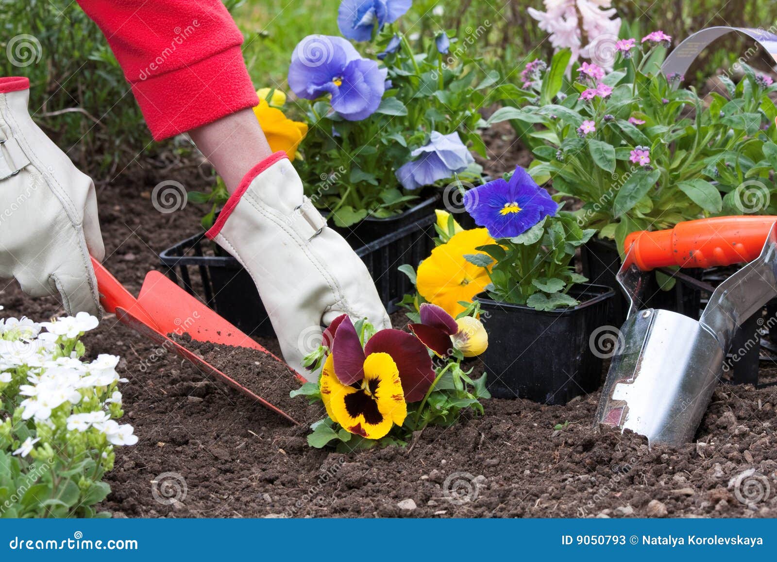 Gardening, Planting Flowers Stock Image Image of garden, ground 9050793