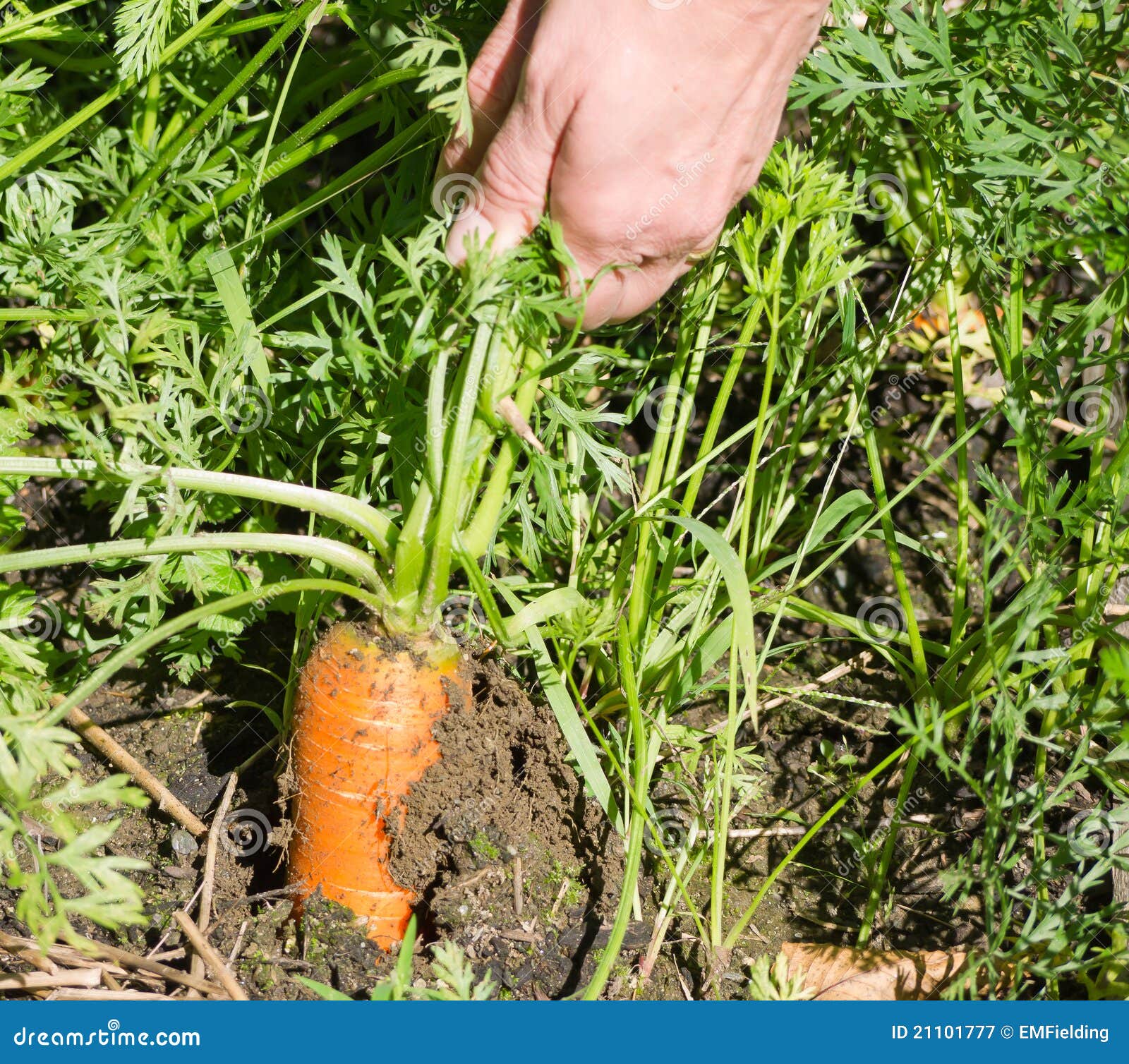 Gardening Pulling Carrots stock image. Image of farm 21101777