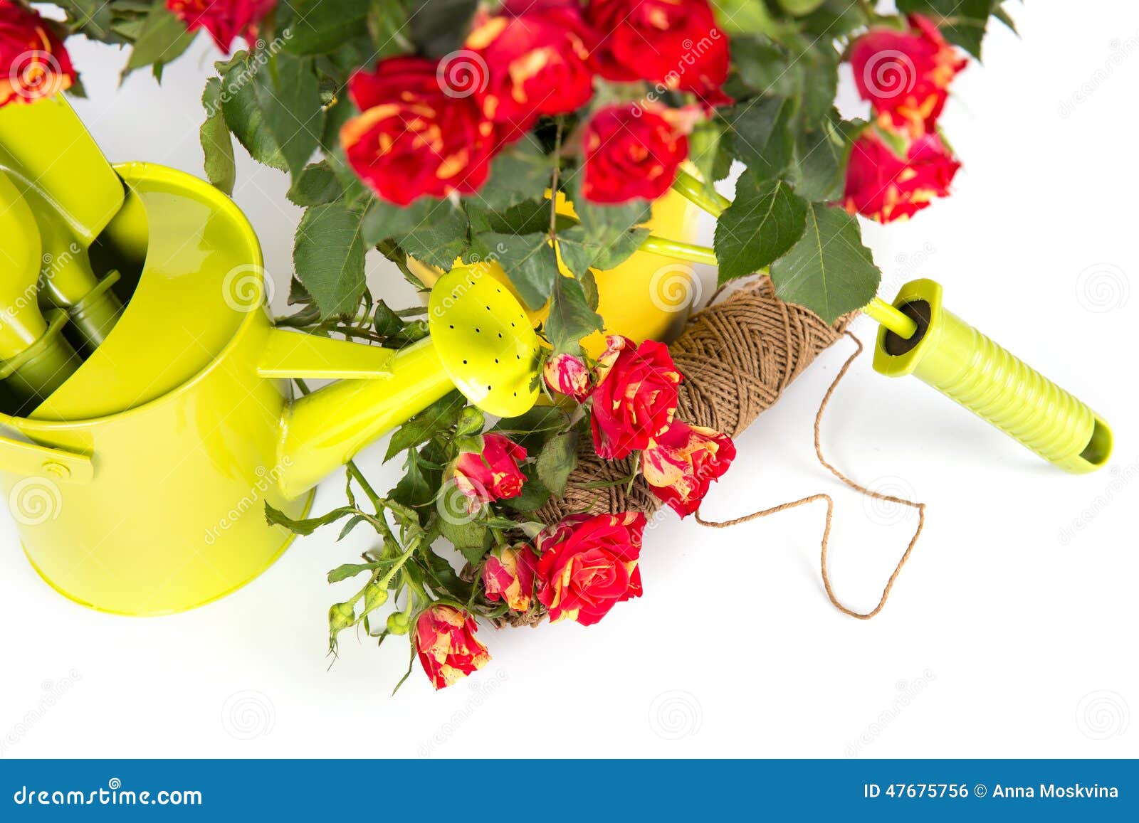 Gardening Roses with Watering Can and Tools Stock Photo Image of life