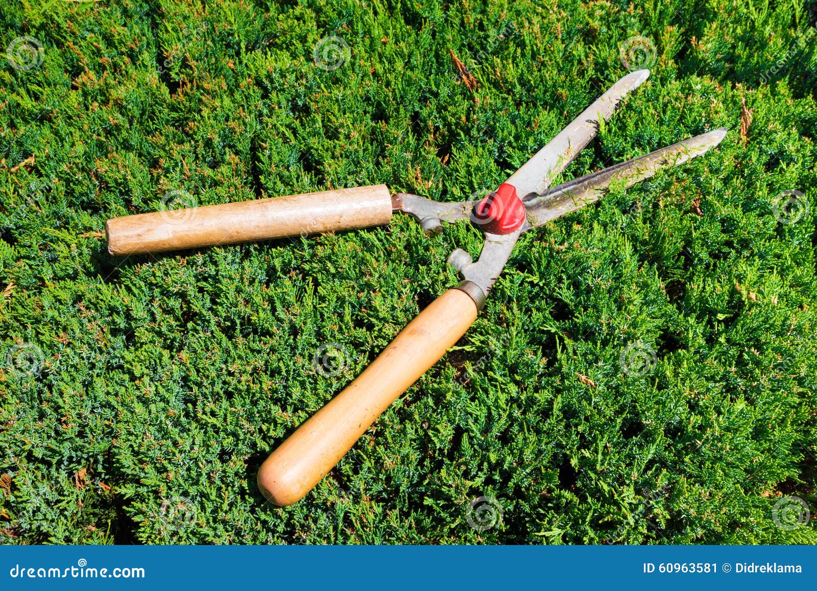 Gardening Shears To Trim Hedges and Bushes Stock Image Image of secateurs, gardening 60963581