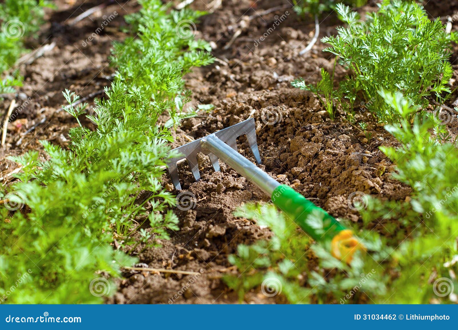 Gardening Tool Near Parsley Stock Photo Image of ground, eating 31034462