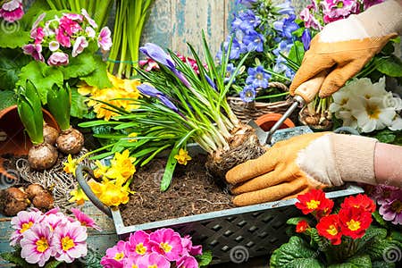 Gardening stock image. Image of hyacinth, glove, flower - 50433357