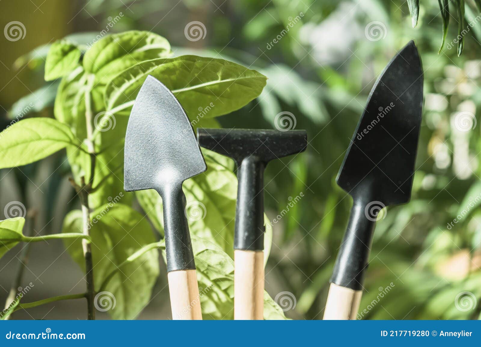 Gardening Tools with Green Lush Foliage of Houseplants Stock Photo ...