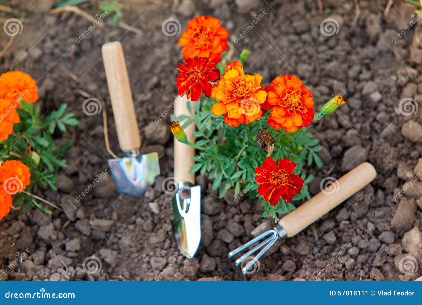 Gardening tools stock image. Image of grower, florist 57018111