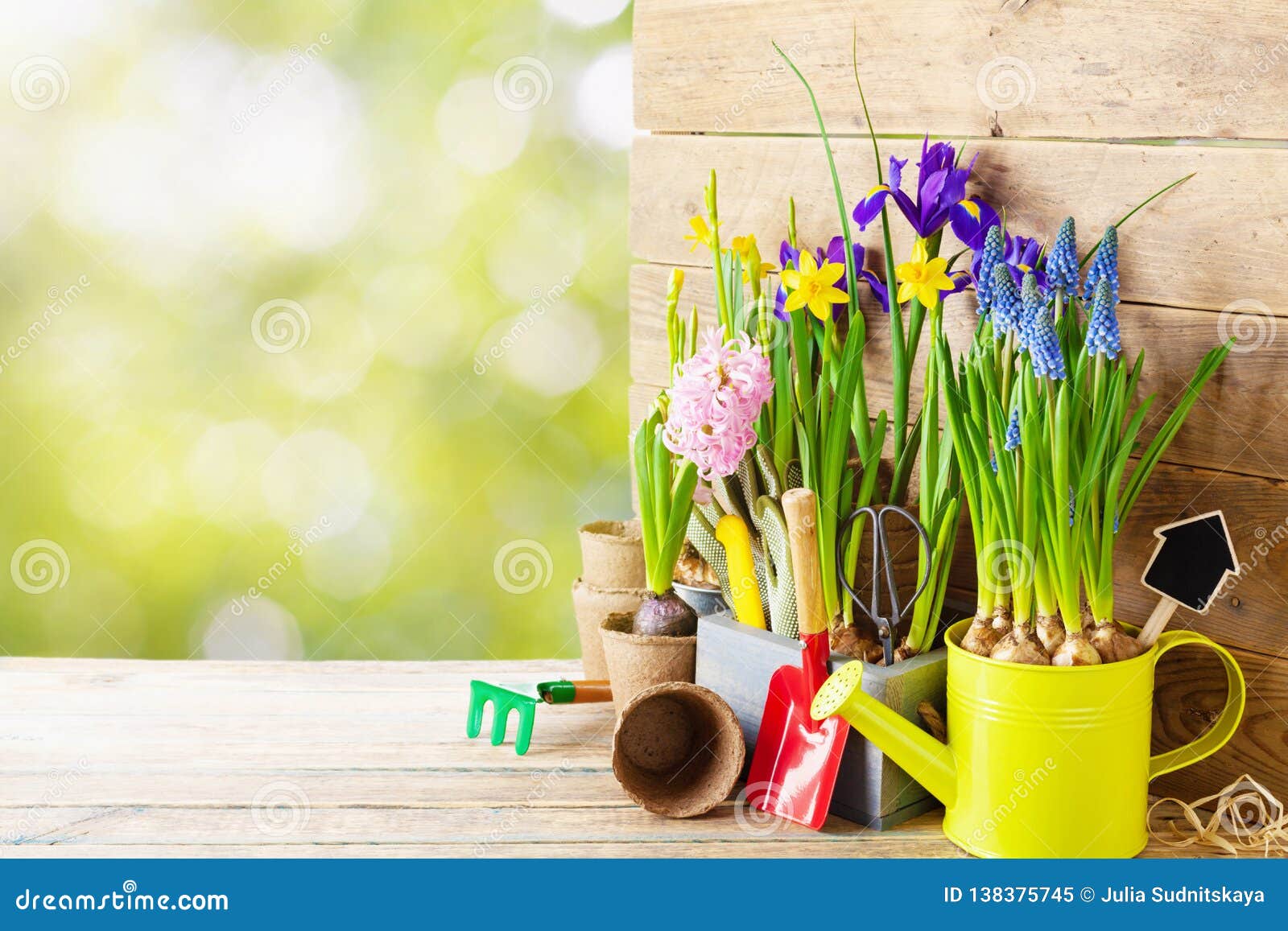 gardening tools and seedling of spring flowers for planting on flowerbed in the garden. horticulture concept. bokeh background.