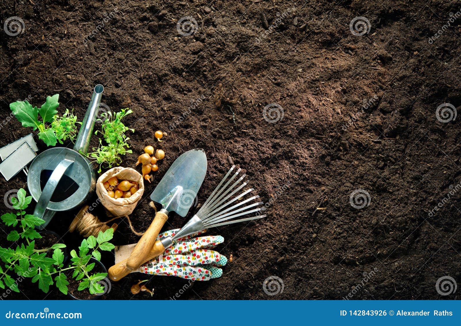 Gardening Tools and Seedlings on Soil Stock Photo Image of growth