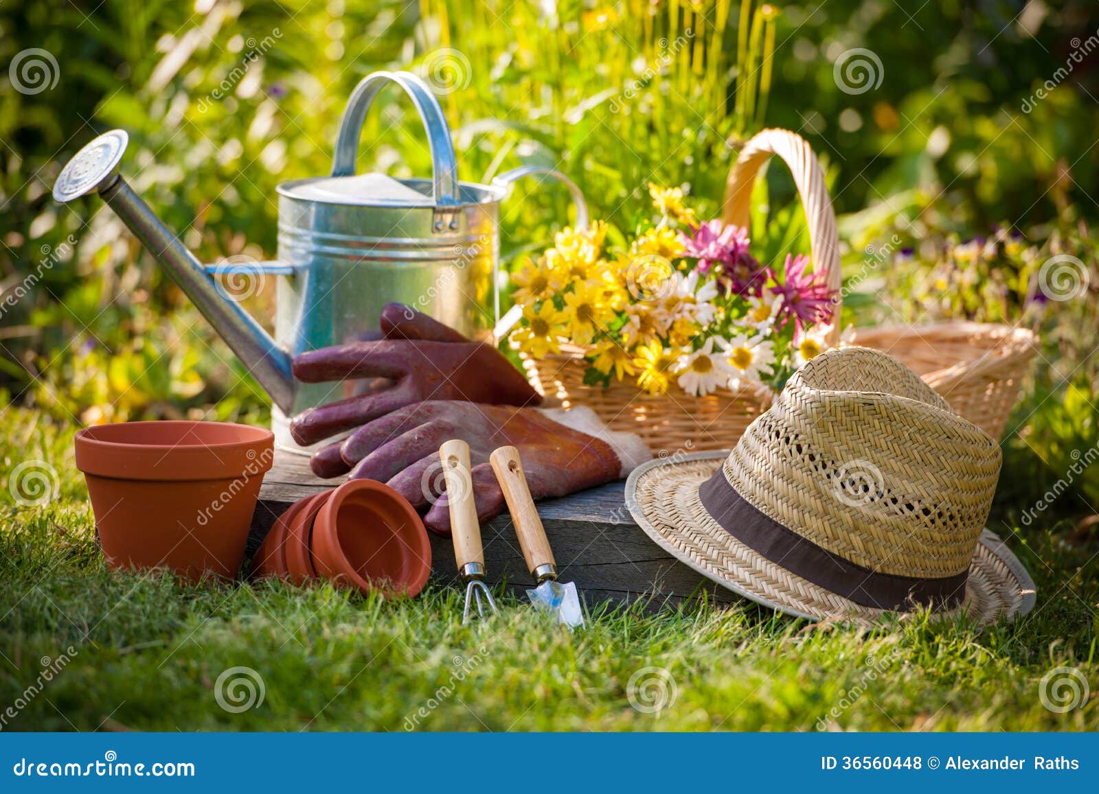 Gardening stock photo. Image of blossom, homework, morning 36560448