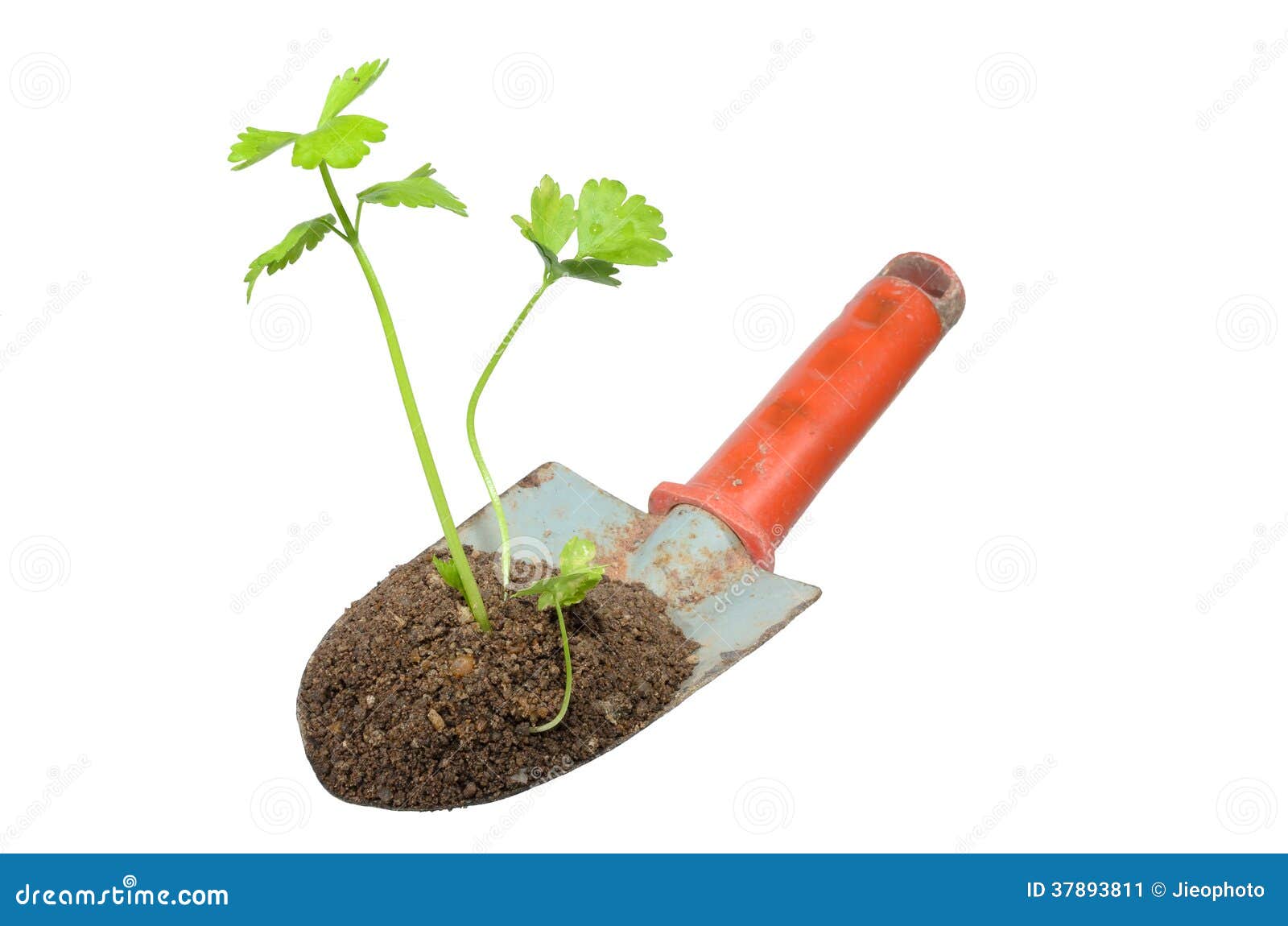 Gardening Trowel and Plant on a Isolate. Stock Image Image of growth