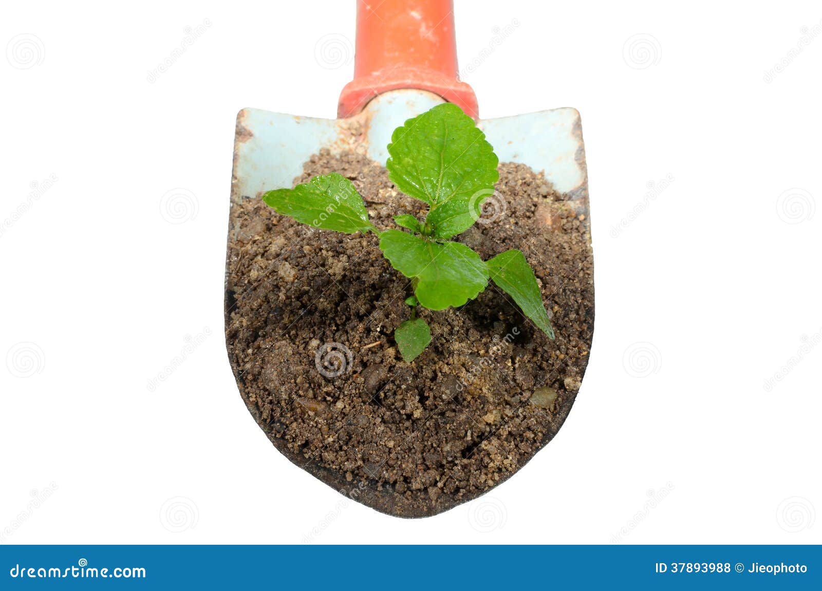 Gardening Trowel and Plant on a Isolate. Stock Photo Image of