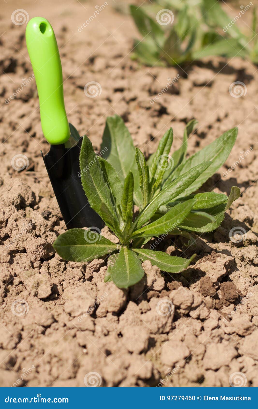 Gardening Trowel With Weed In Garden Stock Photo Image Of