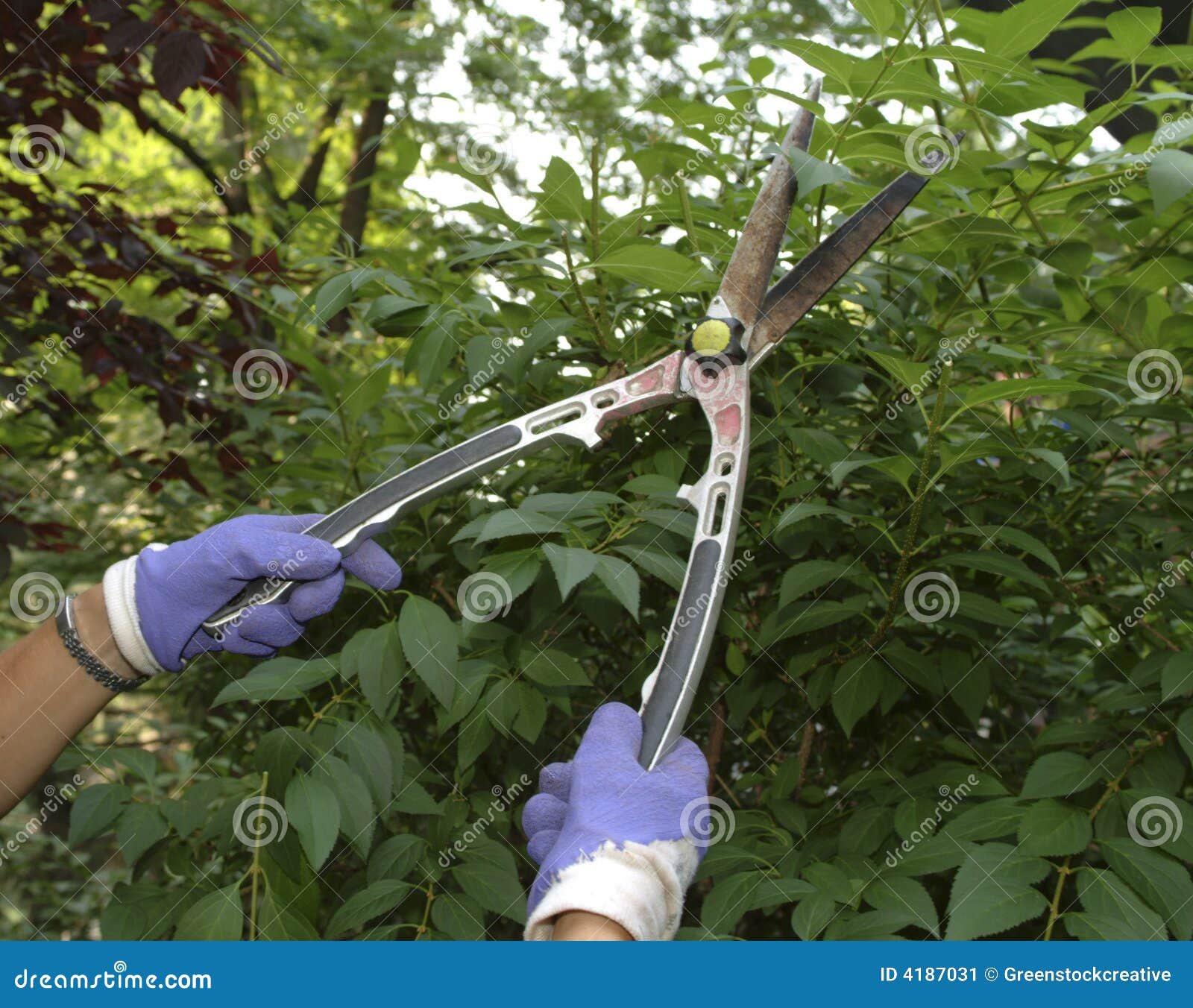 Gardening1. 灌木连翘属植物花匠修剪