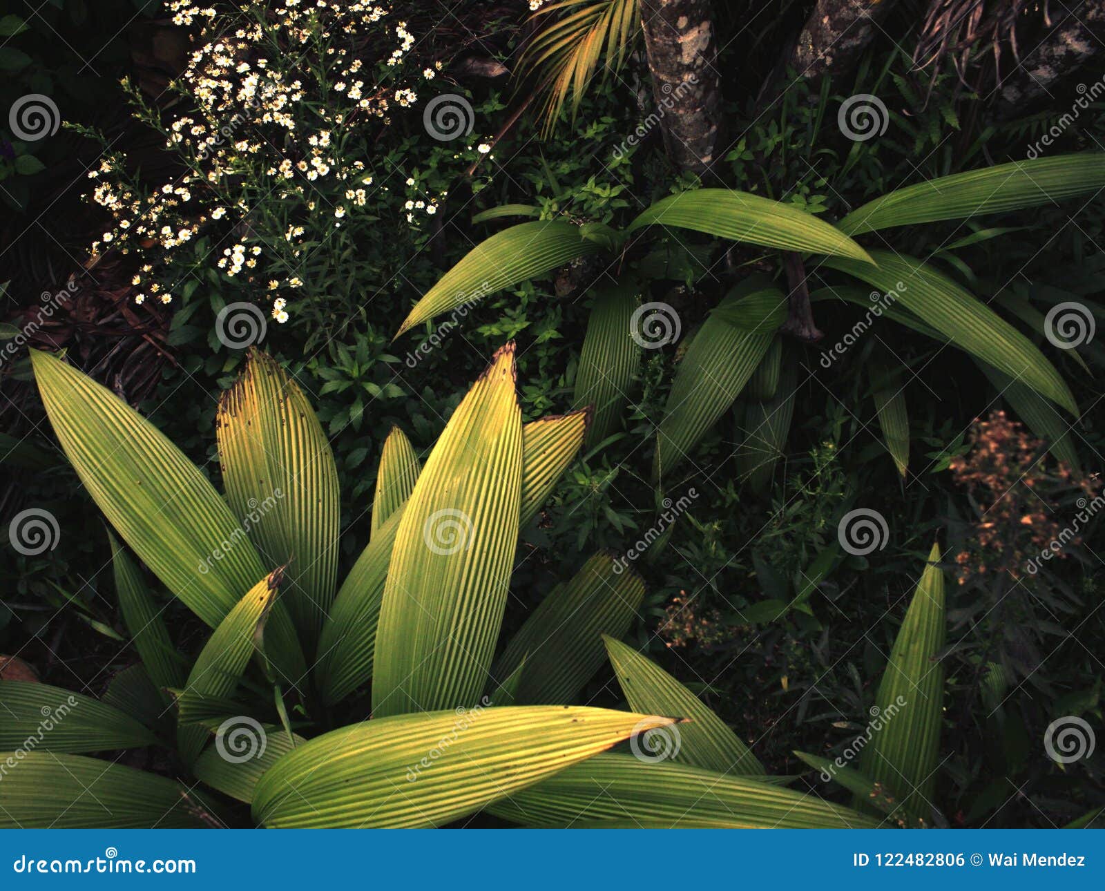 Vegetation stock photo. Image of garden, flores, vegetacin 122482806