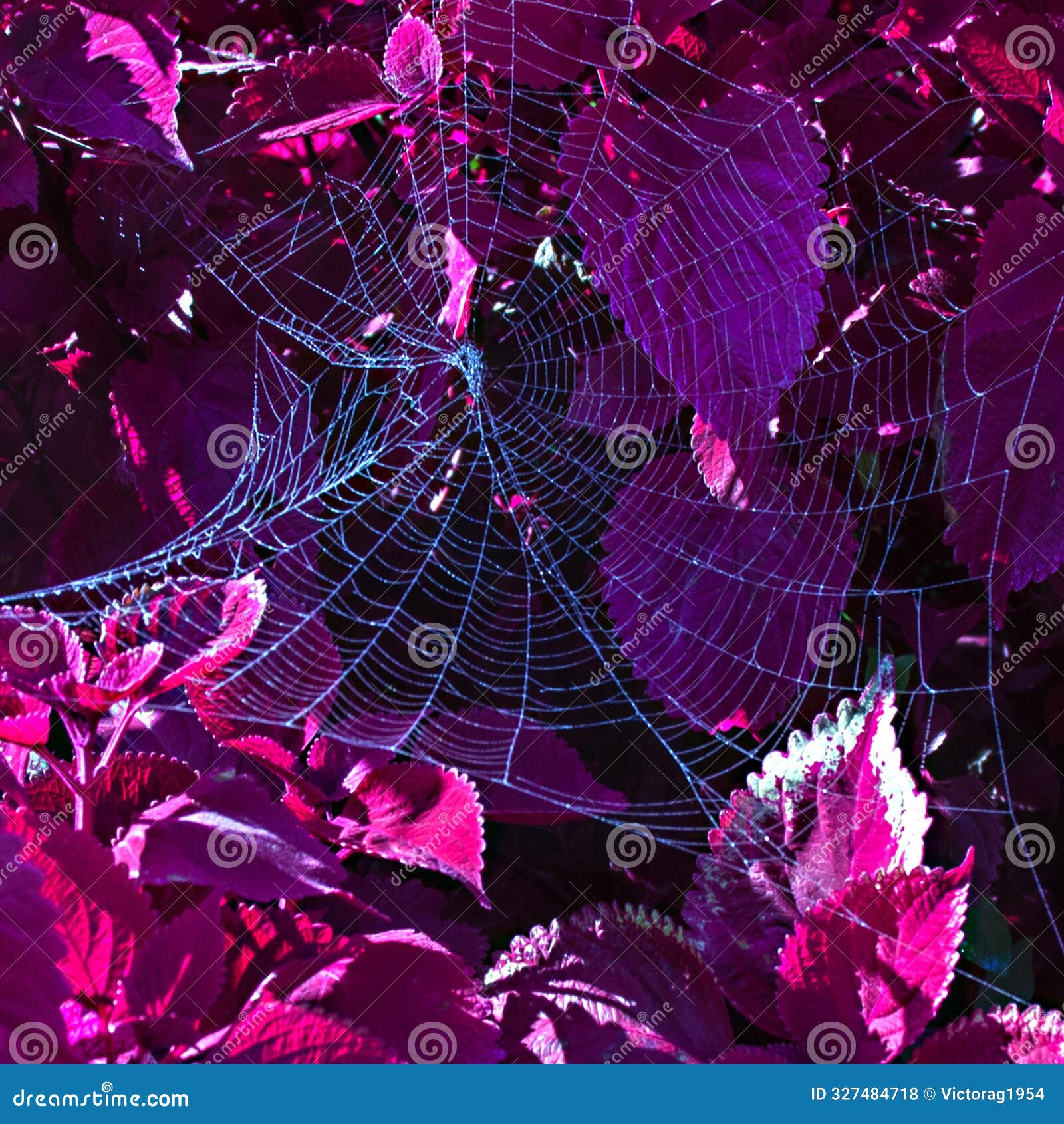 a spiderweb of the garden of reggia, venaria reale, torino