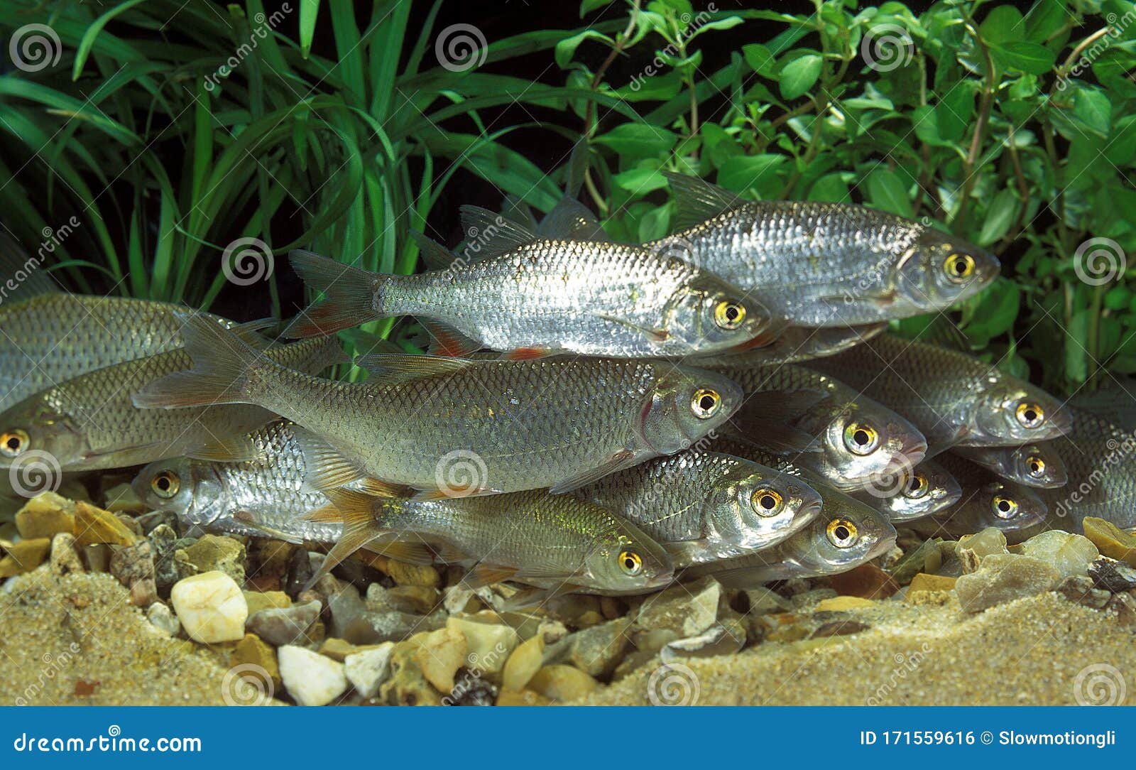 Gardon Rutilus Rutilus Stock Photo Image Of Aquarium