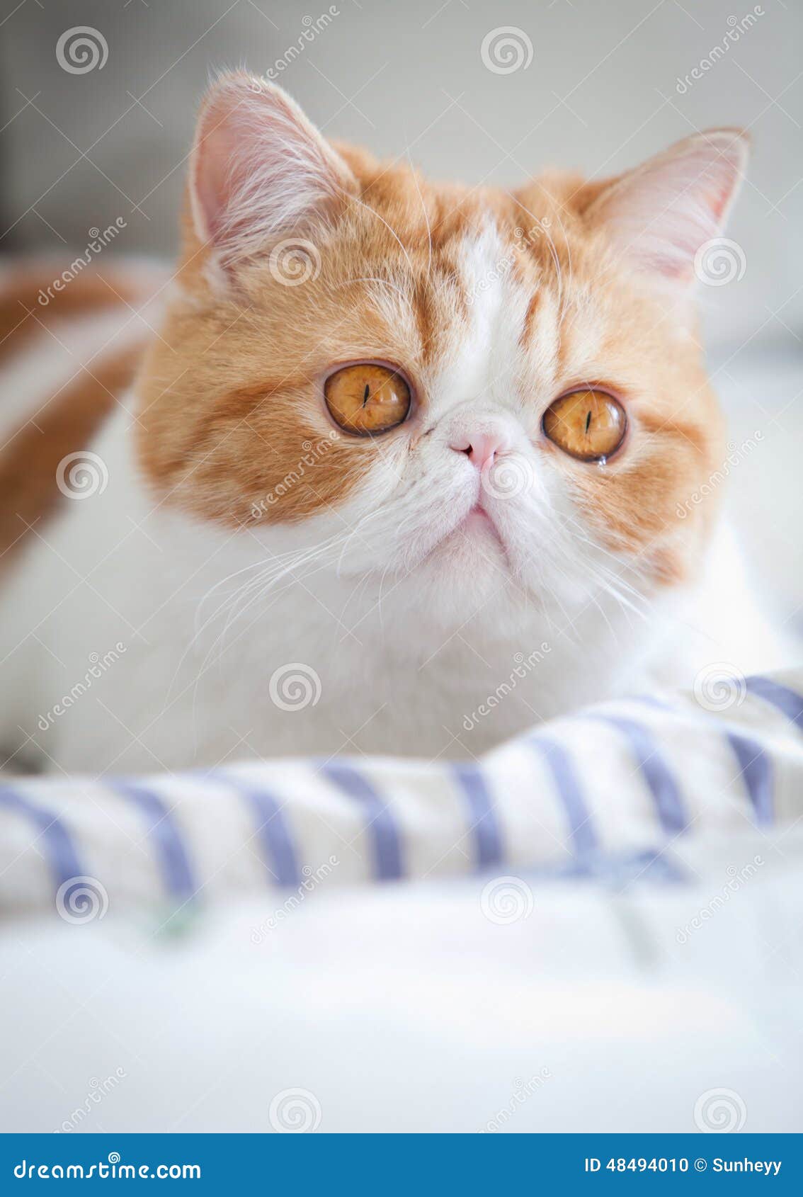 Garfield cat stock photo. Image of hair, garfield, abandoned 48494010