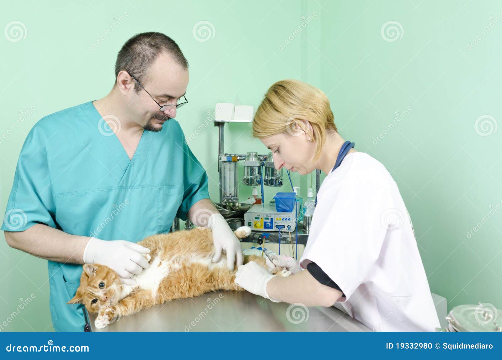 Garfield to the vet stock photo. Image of feline, hospital 19332980
