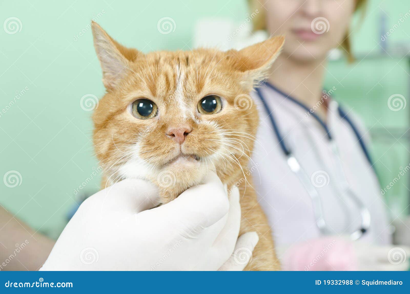 Garfield to the vet stock photo. Image of domestic, lovely 19332988