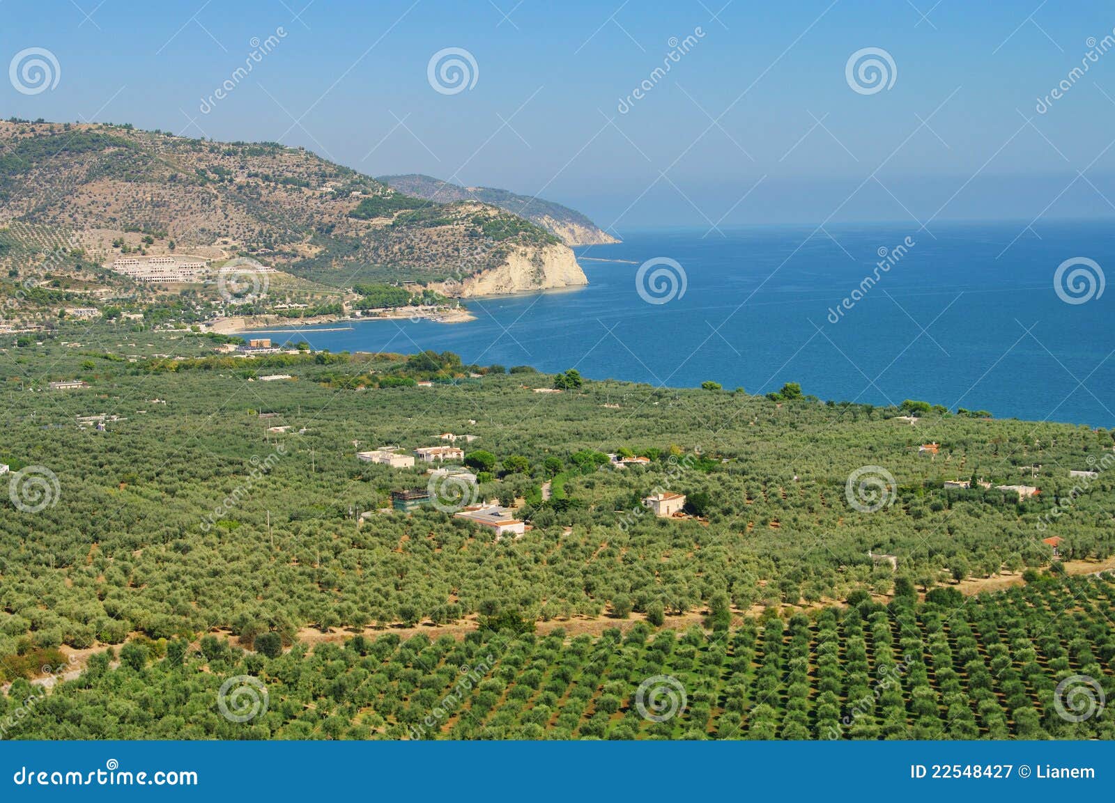gargano olive grove
