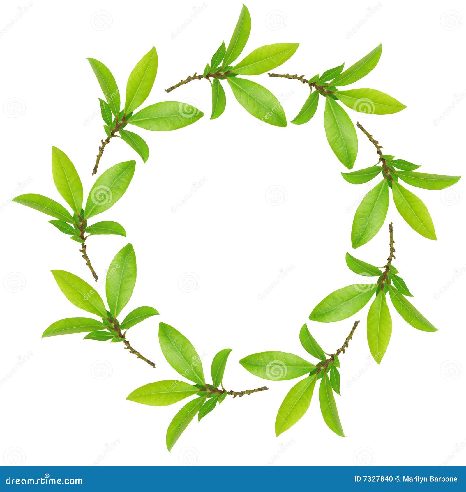 Garland of Bay Leaves stock photo. Image of botany, leaves 7327840