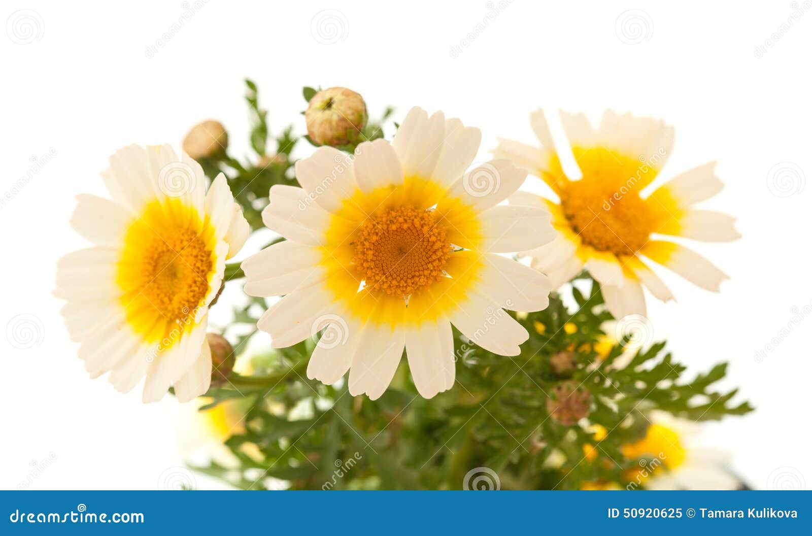 Garland Chrysanthemum Isolated on White Stock Image Image of