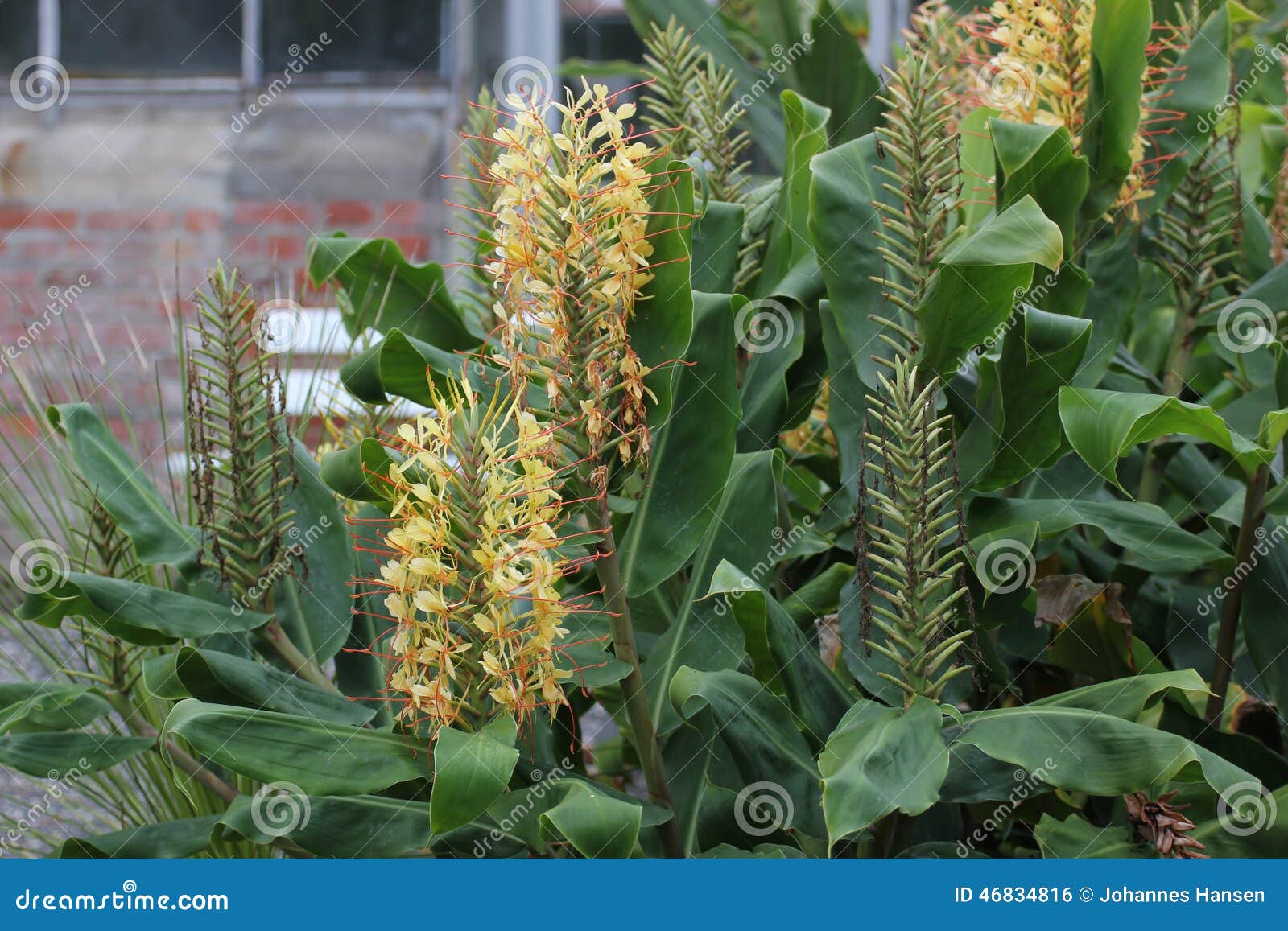 Garland Flower stock photo. Image of hedychium, focus 46834816