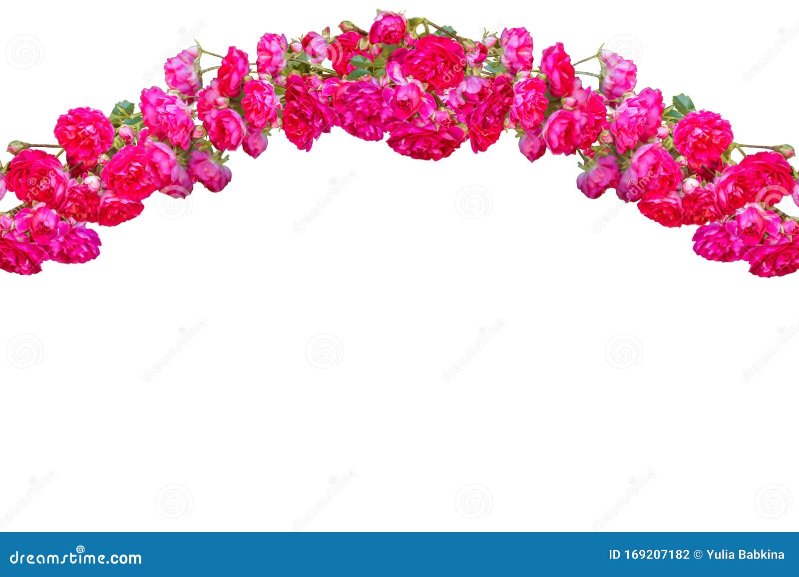 Garland of pink roses stock photo. Image of line, flora - 169207182