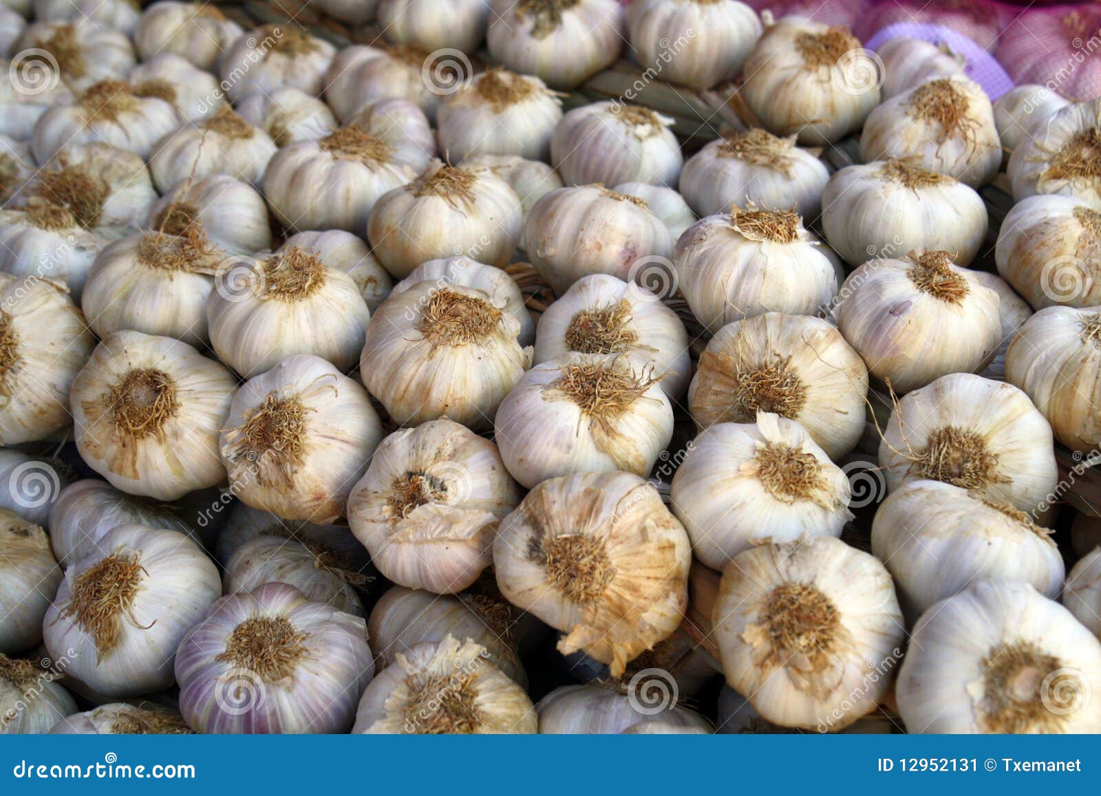 Garlic. stock image. Image of eating, head, condiments 12952131