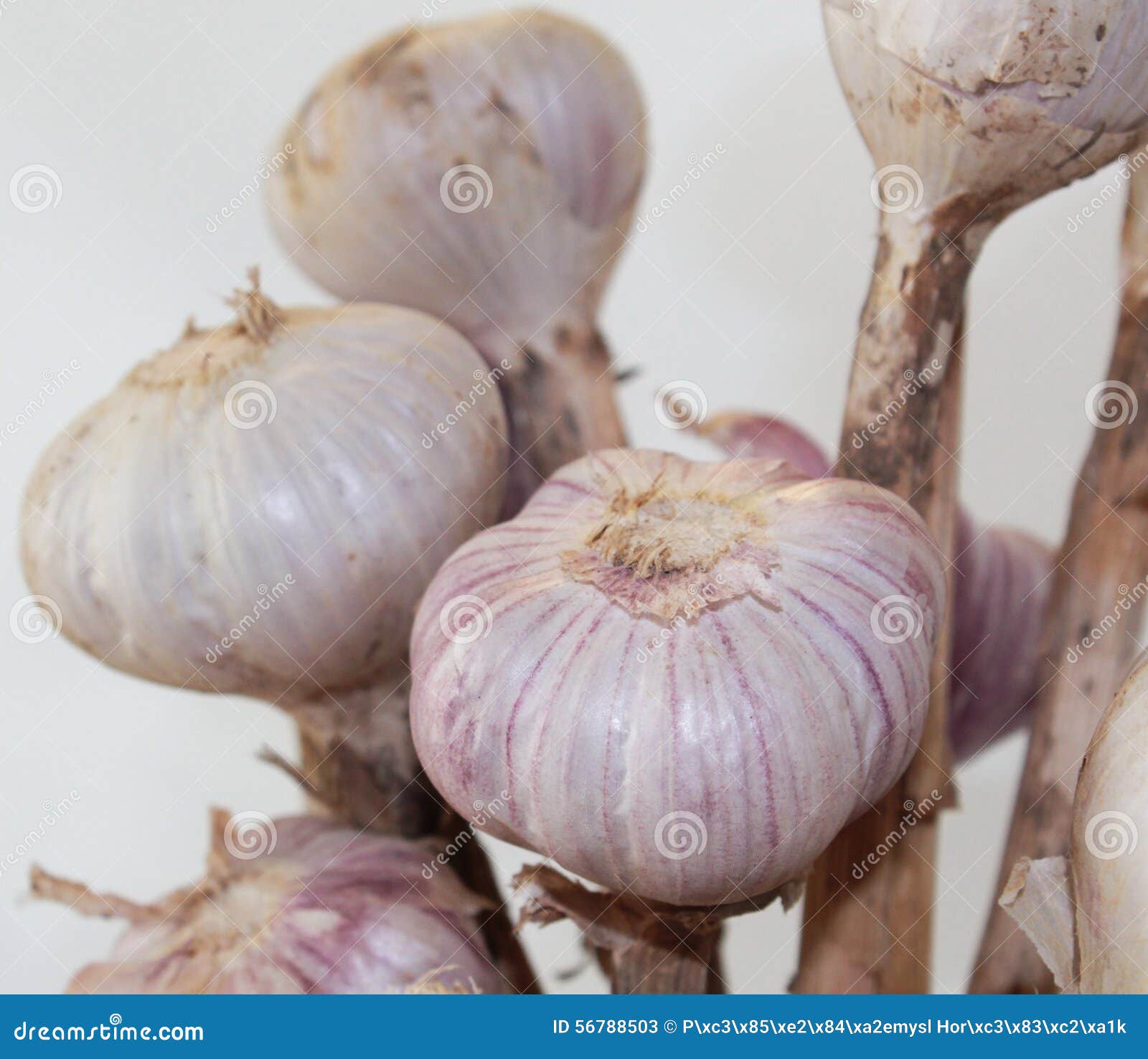 Garlic. Alho secado orgânico em um fundo branco