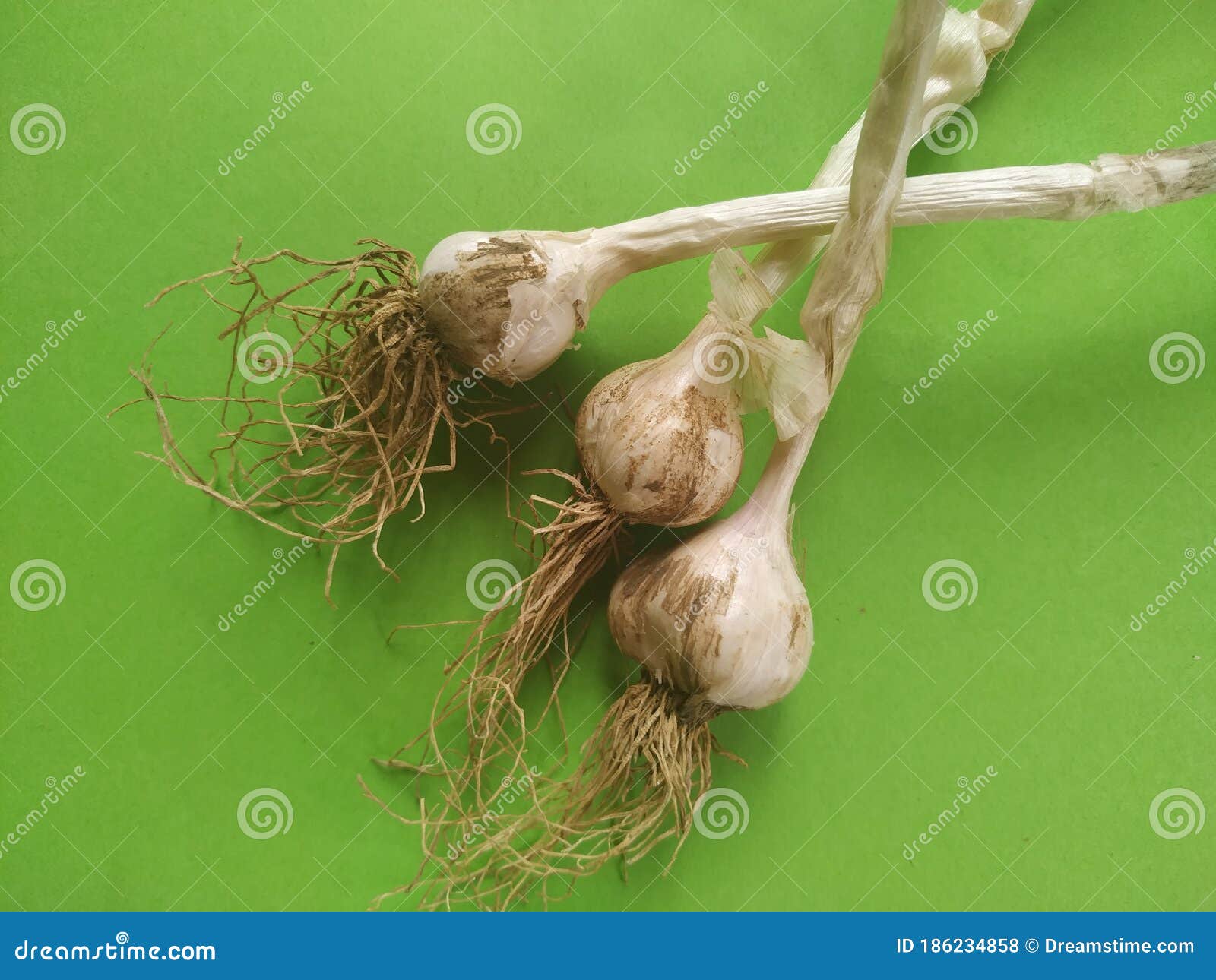 Nutrition Garlic Allium Sativum Bulb and Stem with Green Background