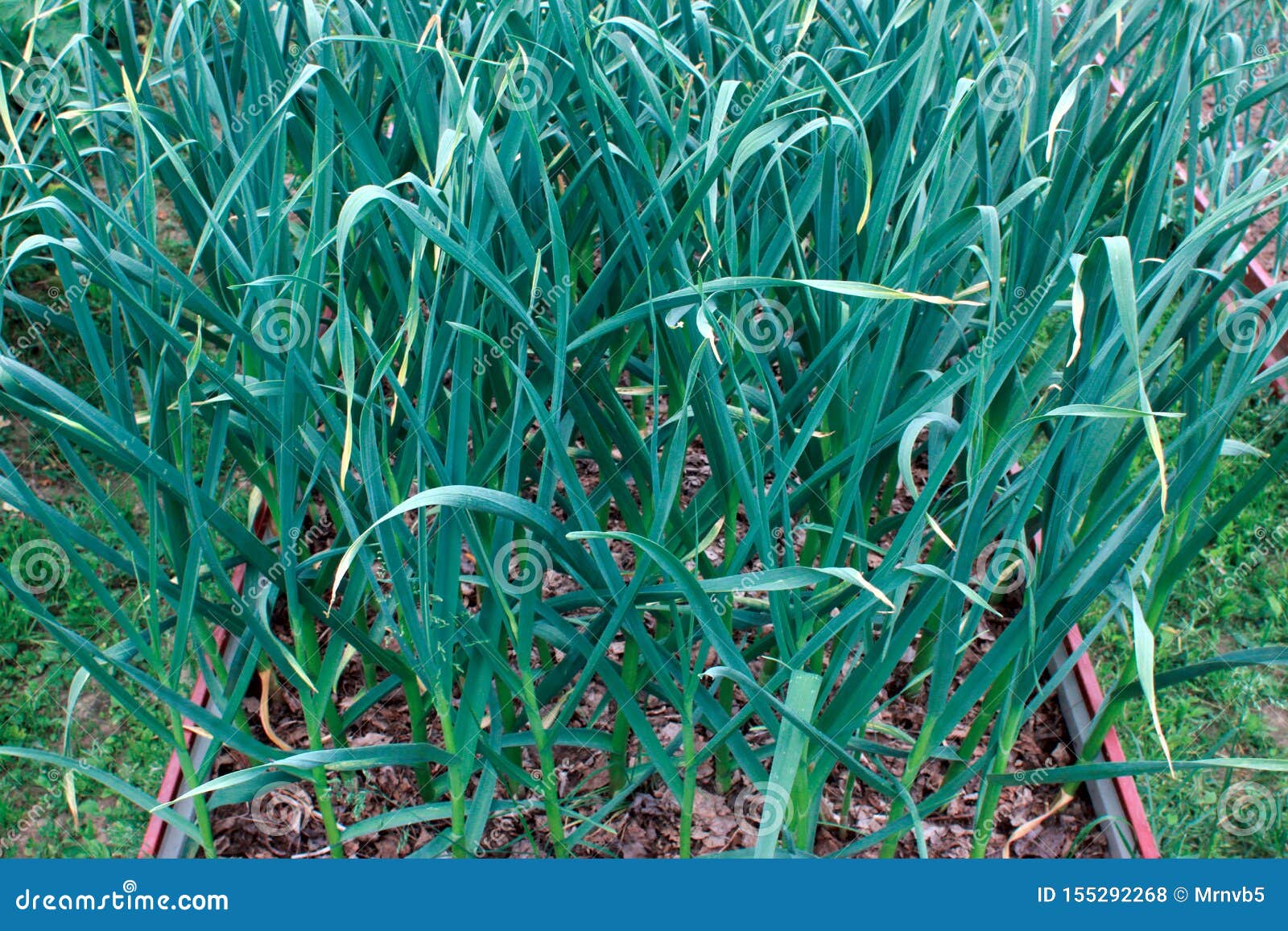 Growing Winter Garlic in the Open Field. Yield in the Garden Stock