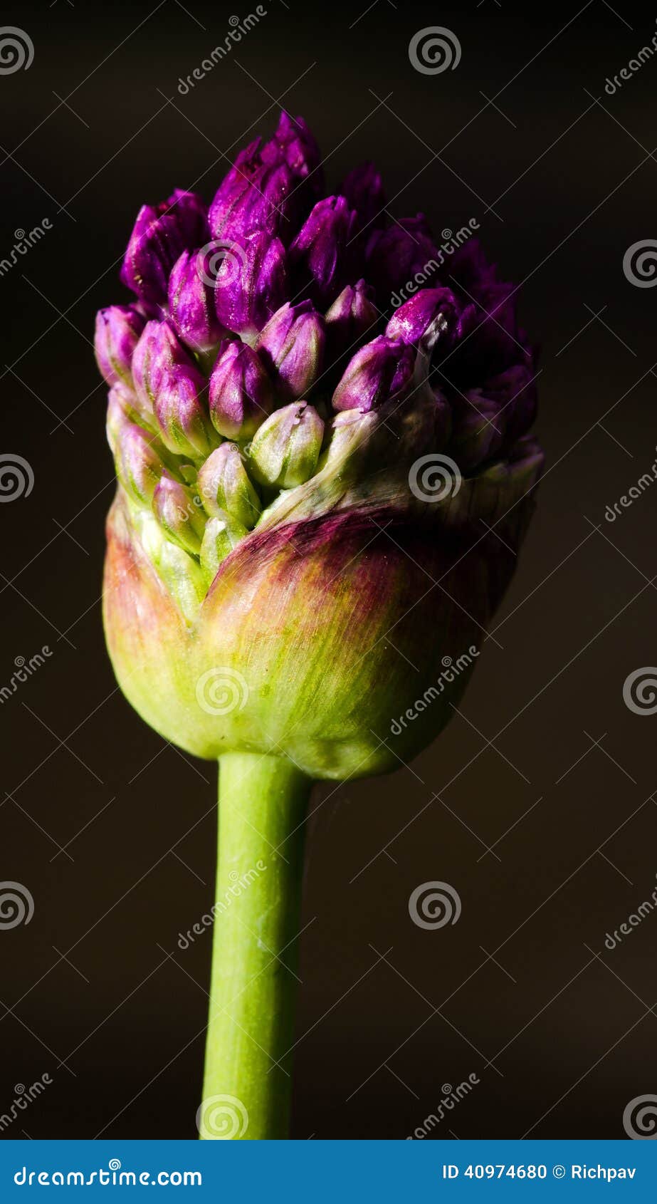 Garlic bud stock photo. Image of garlic, blooming, closeup 40974680