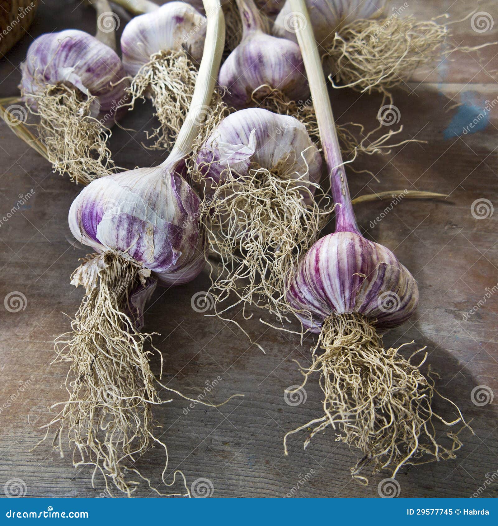 Garlic Buds Decorated in a Rustic Stock Image Image of mace