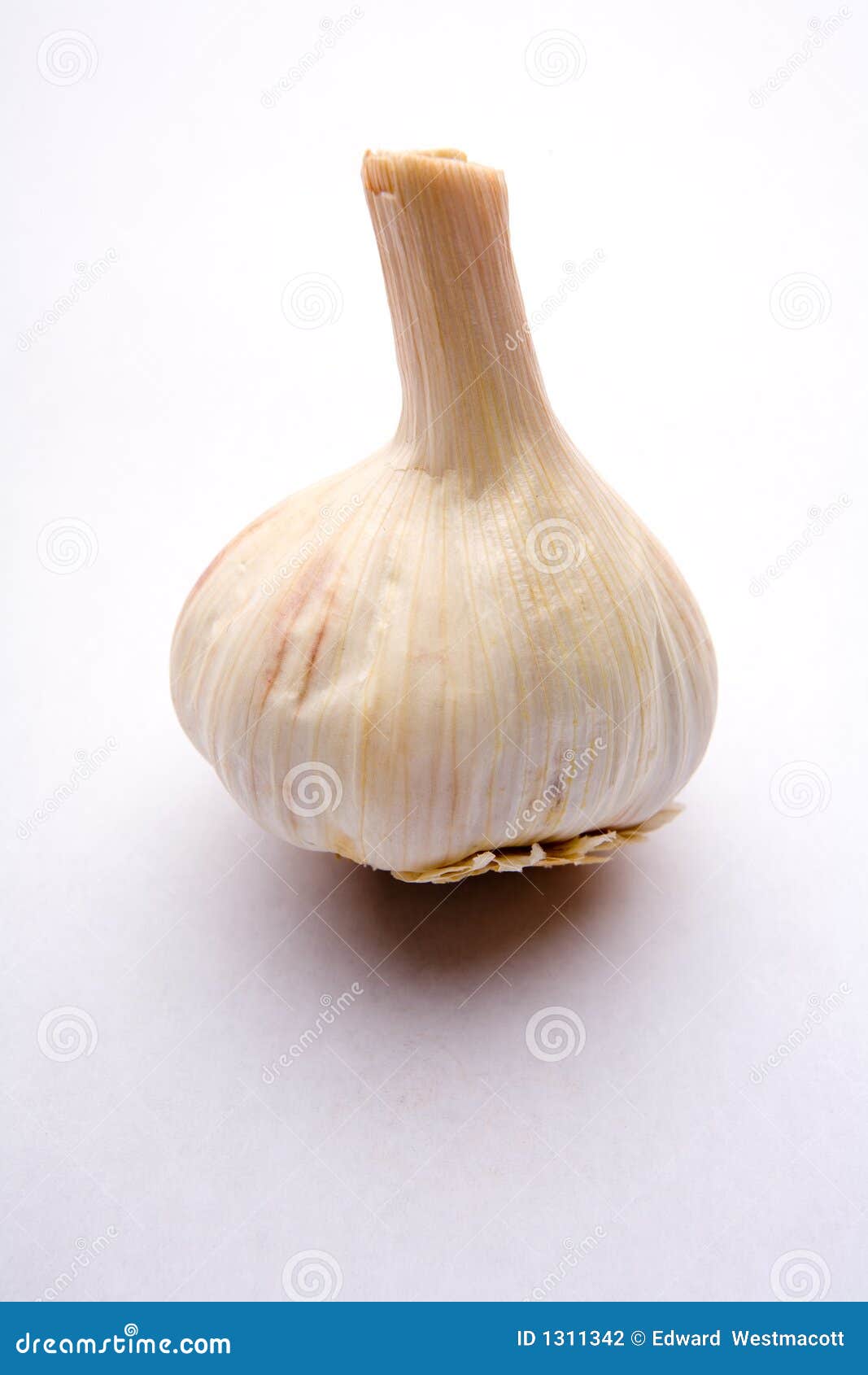 Garlic bulb stock photo. Image of medicinal, fresh, garlic 1311342
