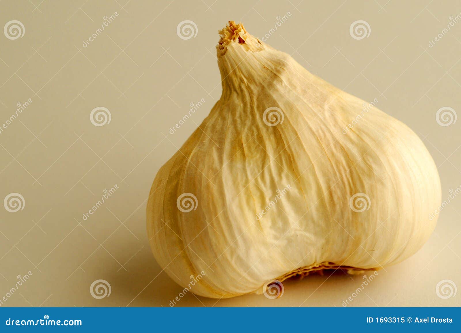 Garlic Bulb stock image. Image of seasons, pungent, flavors 1693315