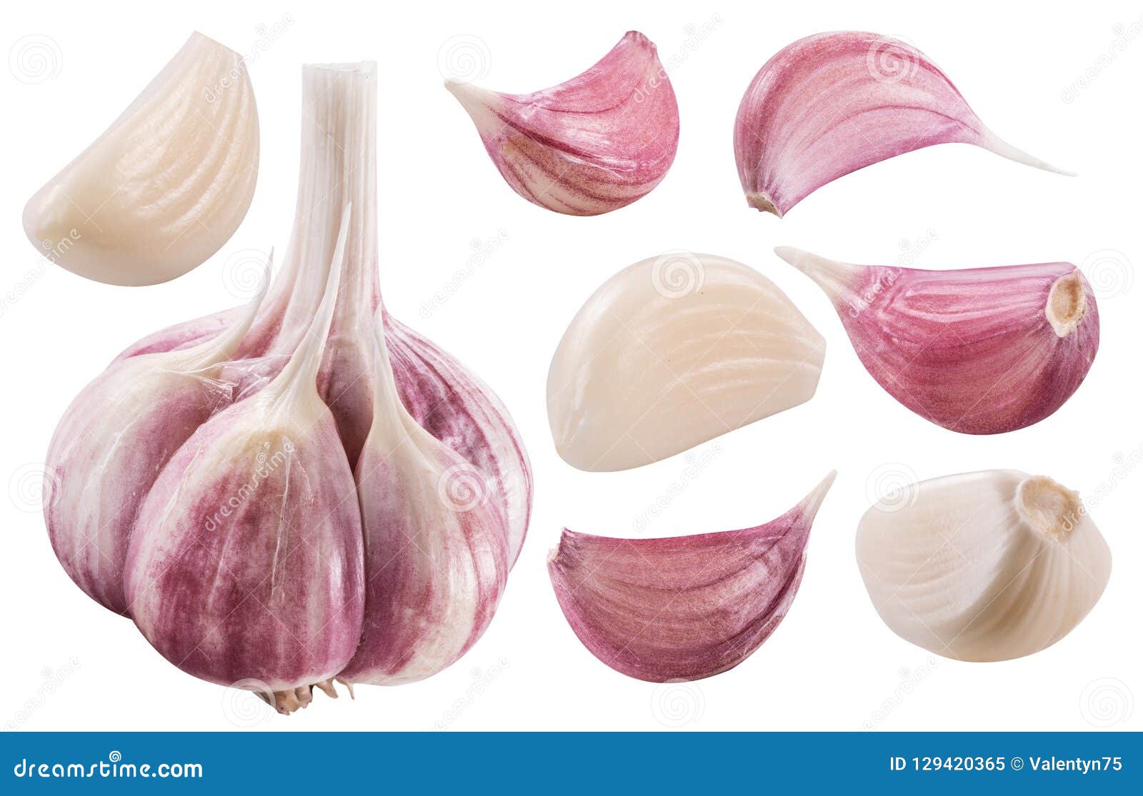 garlic bulb and garlic cloves. clipping path.