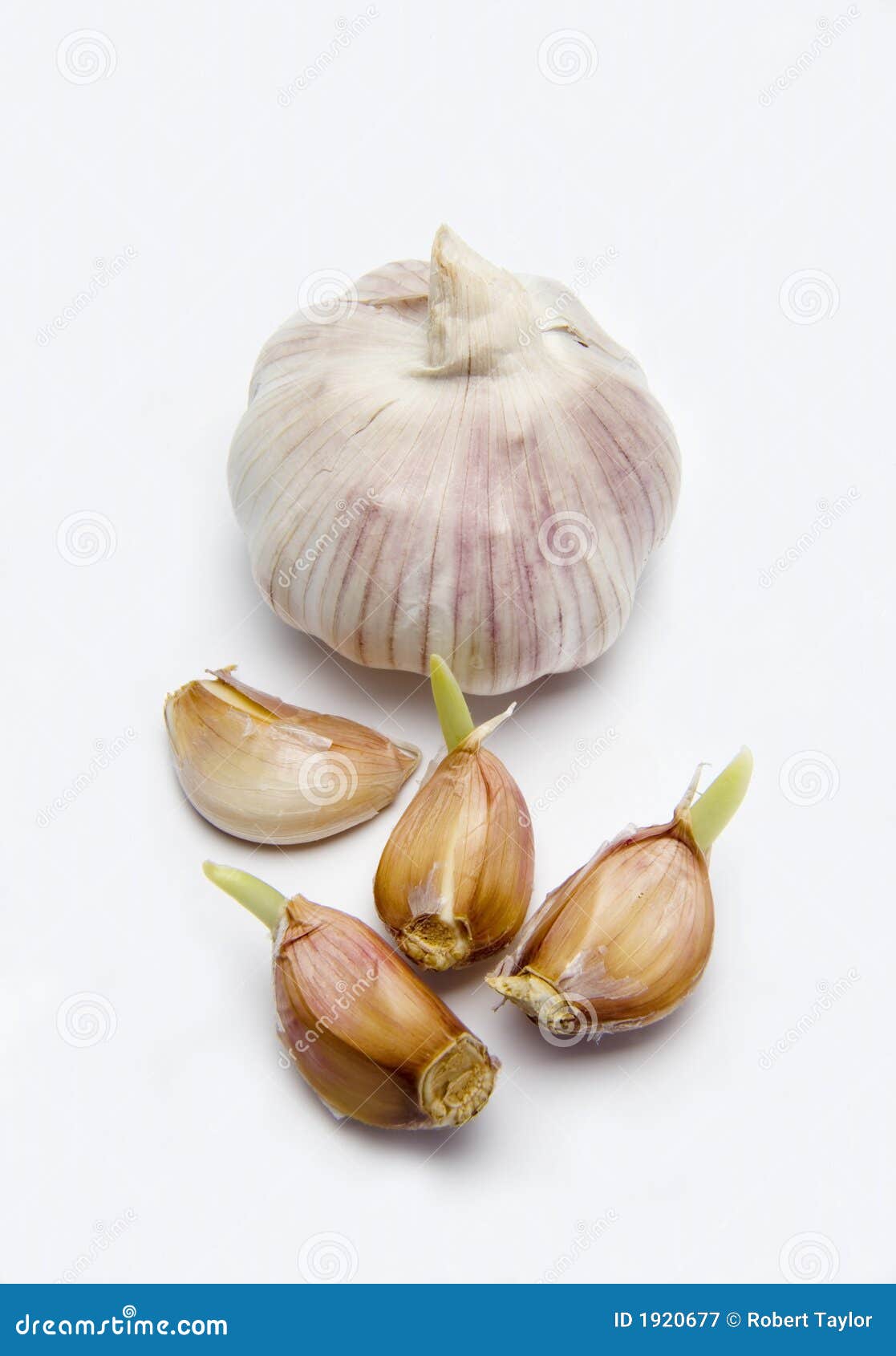 Garlic Bulb with Garlic Cloves Stock Image Image of ragout, antiseptic 1920677