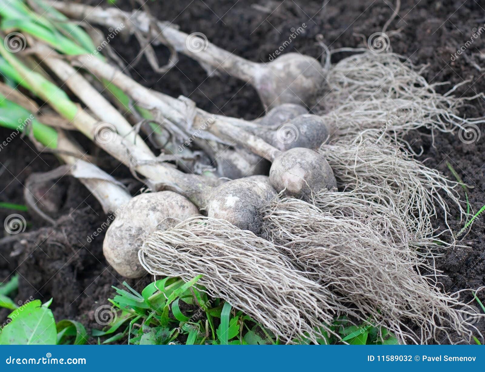 Garlic bulbs stock photo. Image of unpleasant, light 11589032