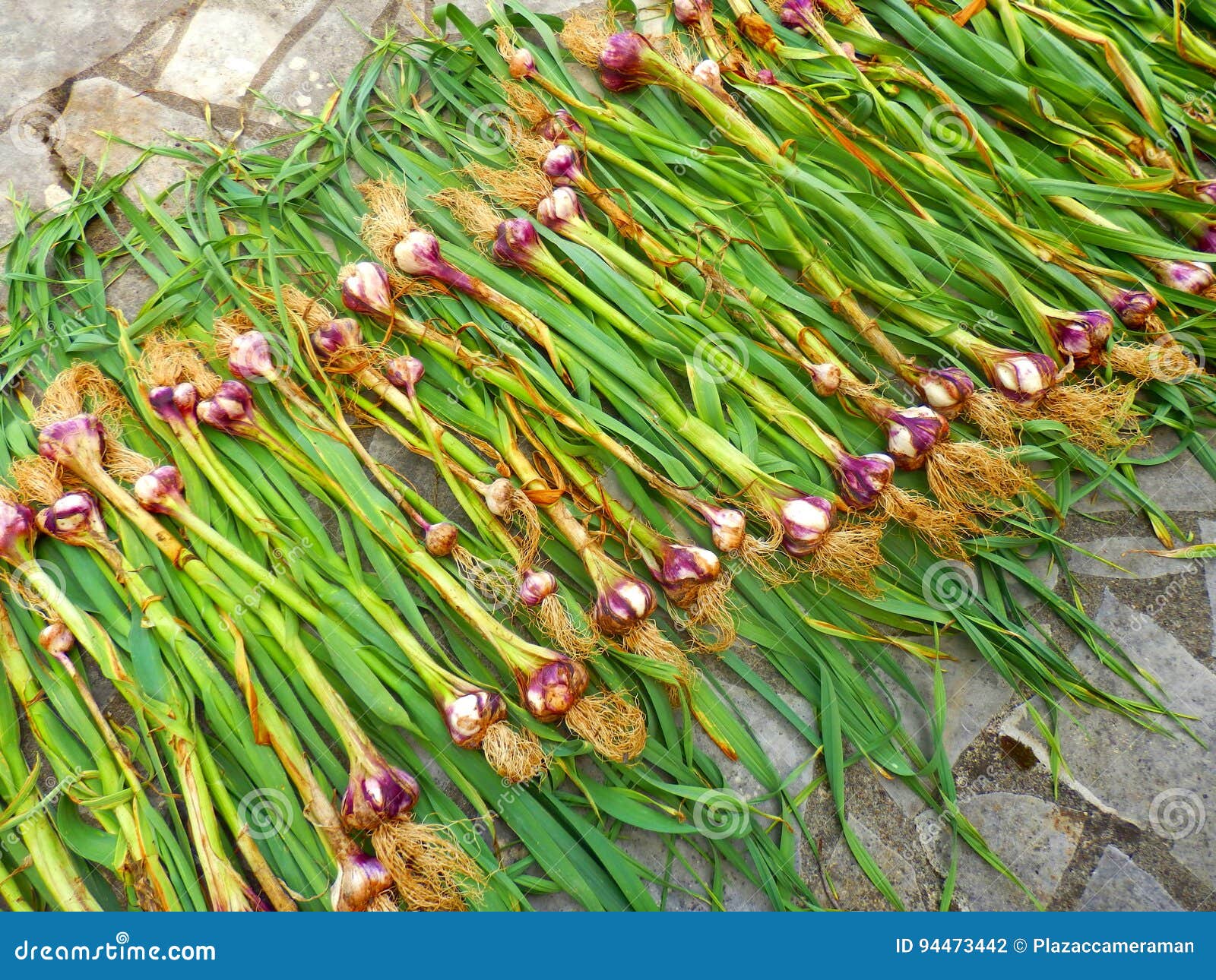 Garlic Bulbs Drying stock photo. Image of fresh, root 94473442