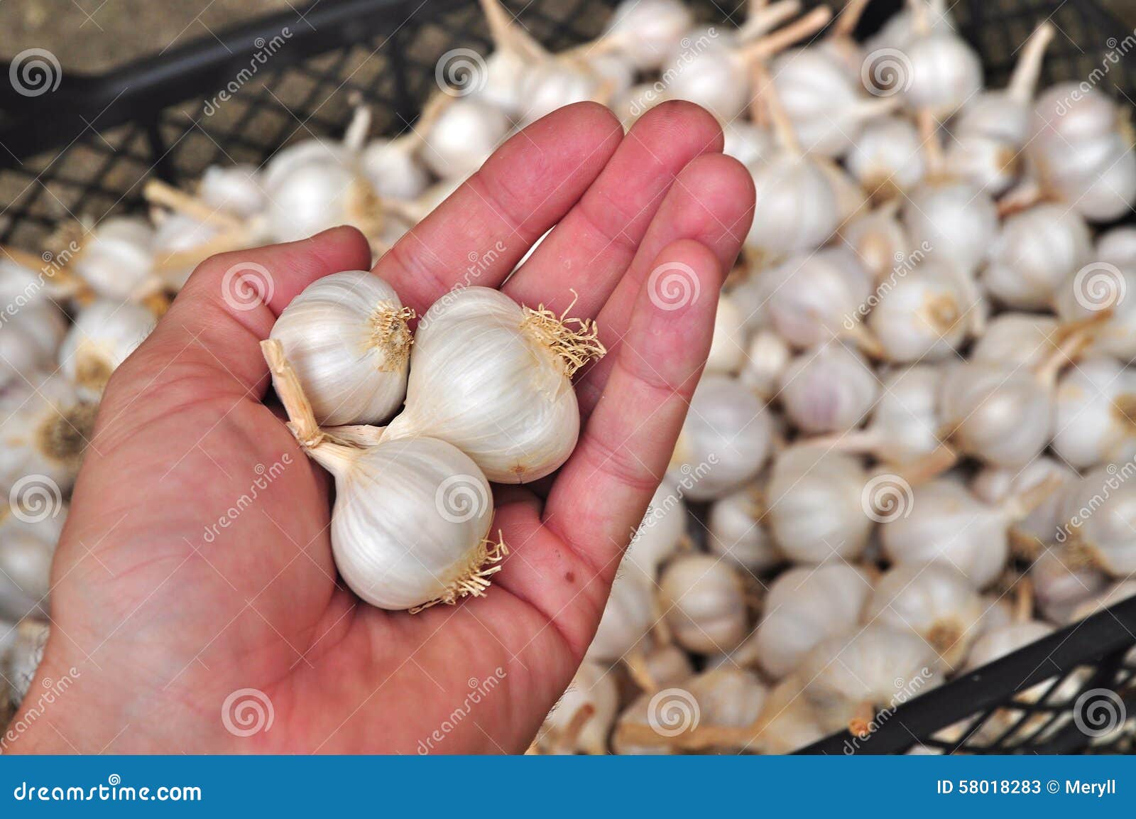 Garlic bulbs stock image. Image of market, bulbs, business 58018283