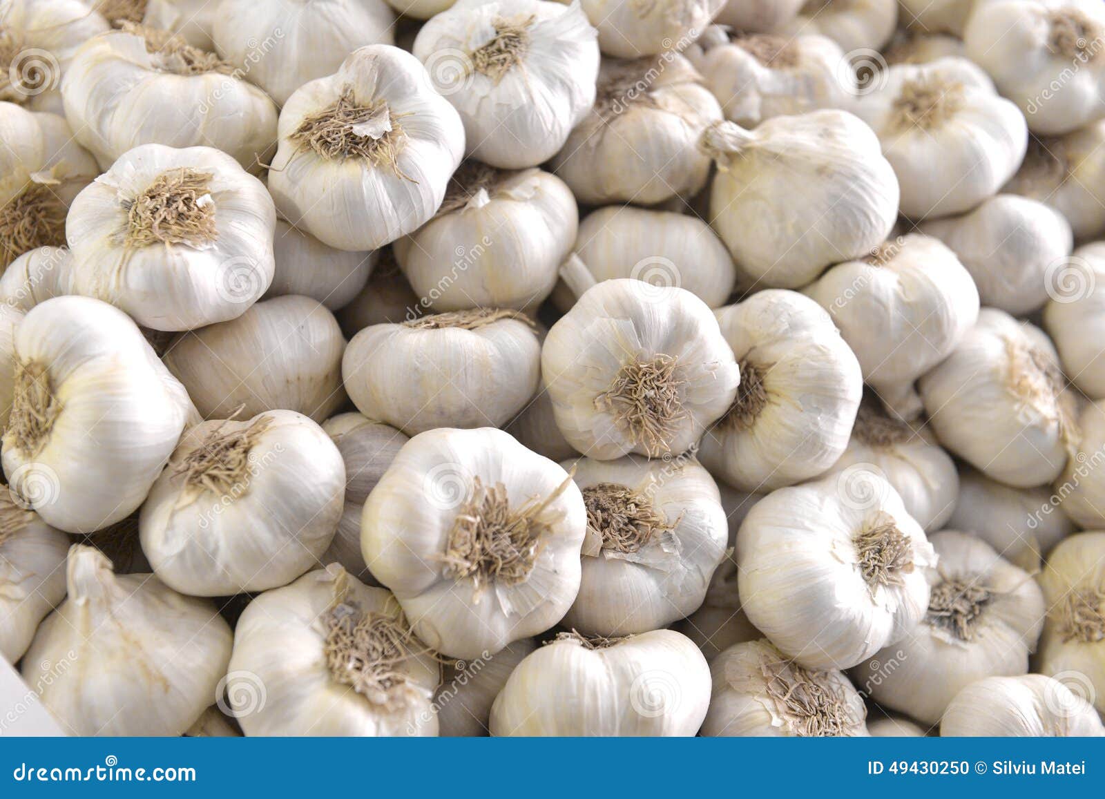Garlic bulbs stock photo. Image of spicy, bulb, healthy 49430250