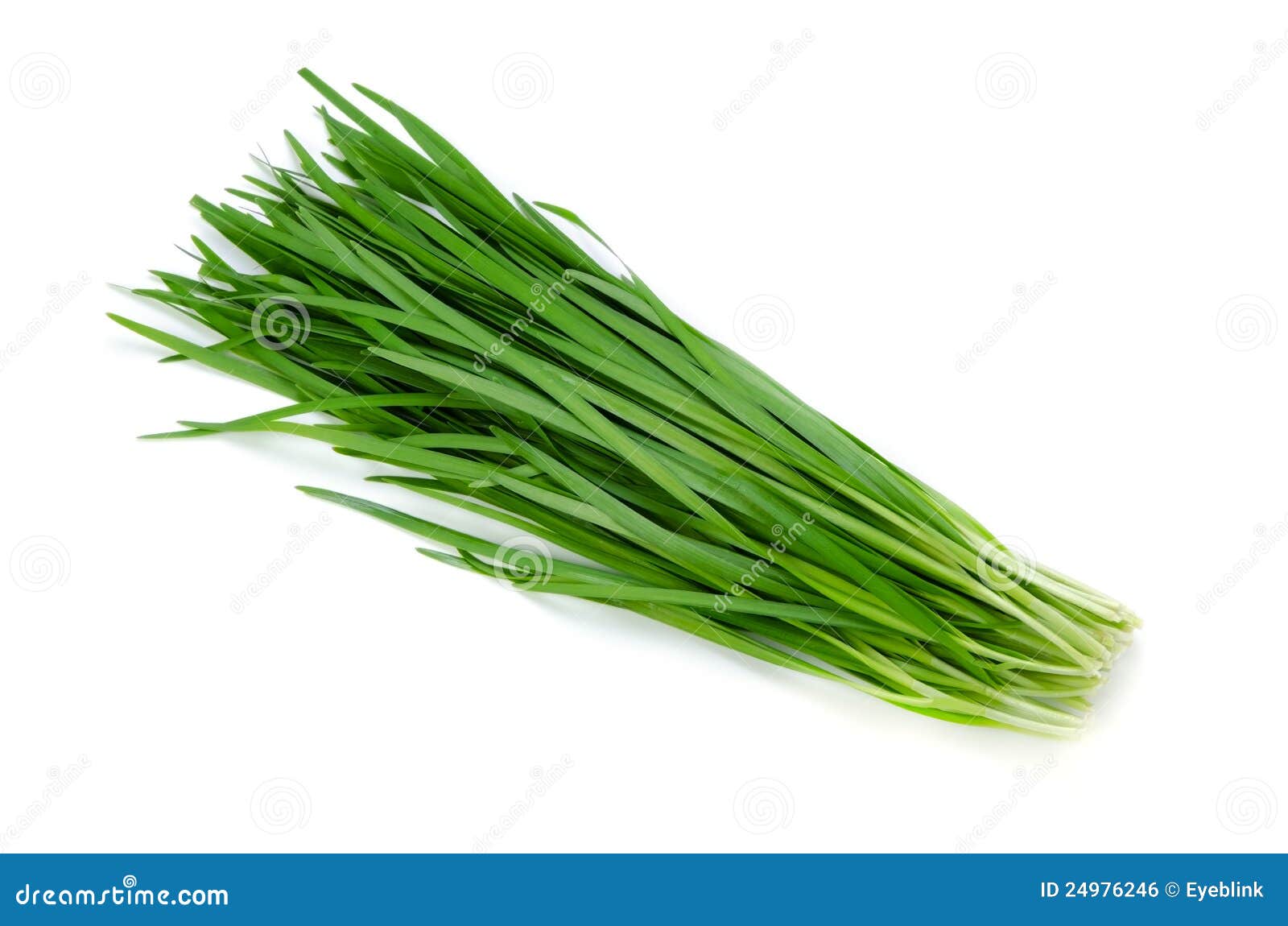 Garlic chives stock photo. Image of chives, healthy, leek 24976246
