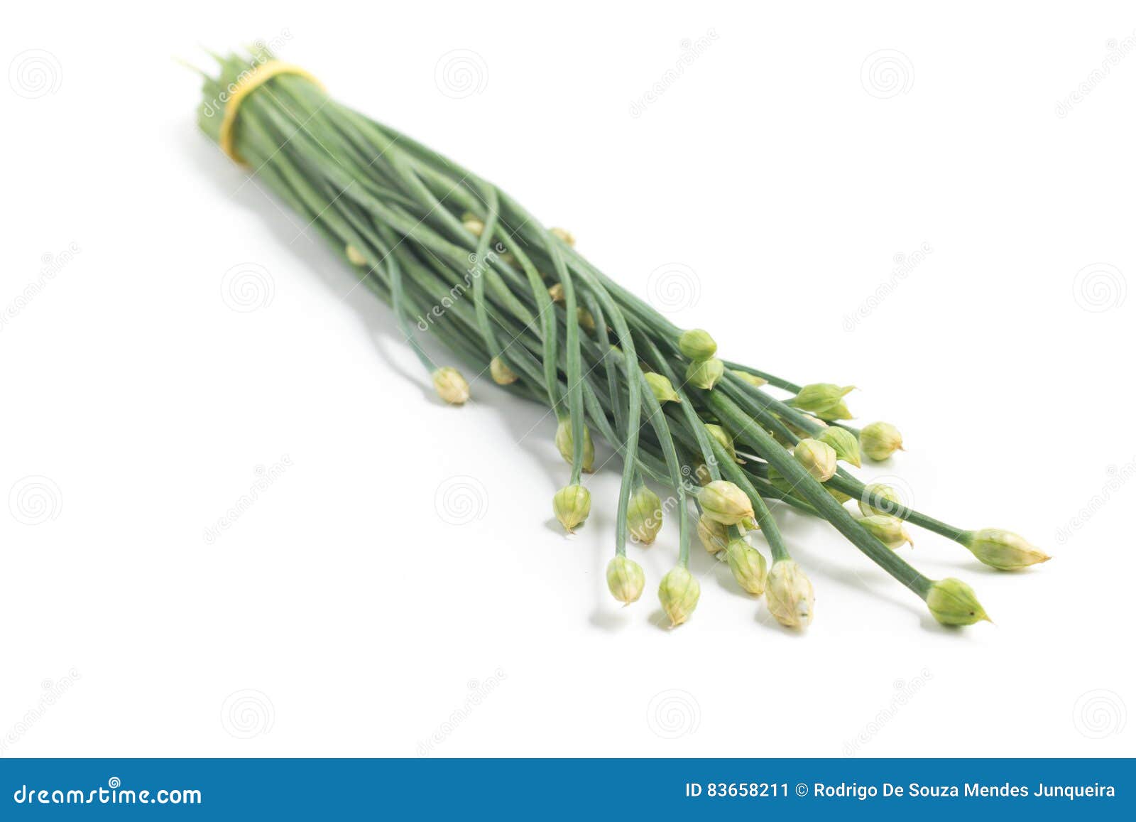 Garlic Chives Flower stock image. Image of garlic, white 83658211