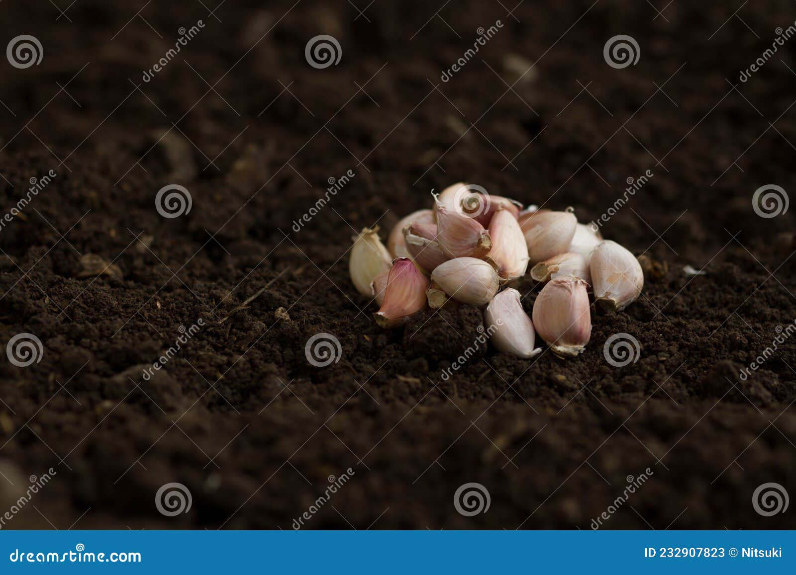 garlic clove on soil after harvest at organic farm.